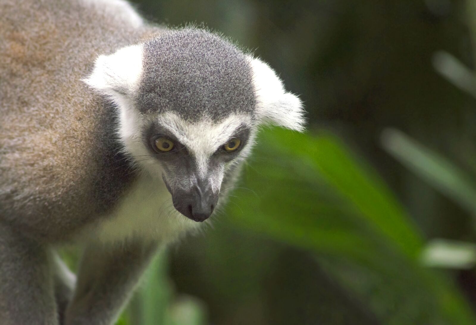 Nikon D7000 sample photo. Lemur, animal, madagascar photography