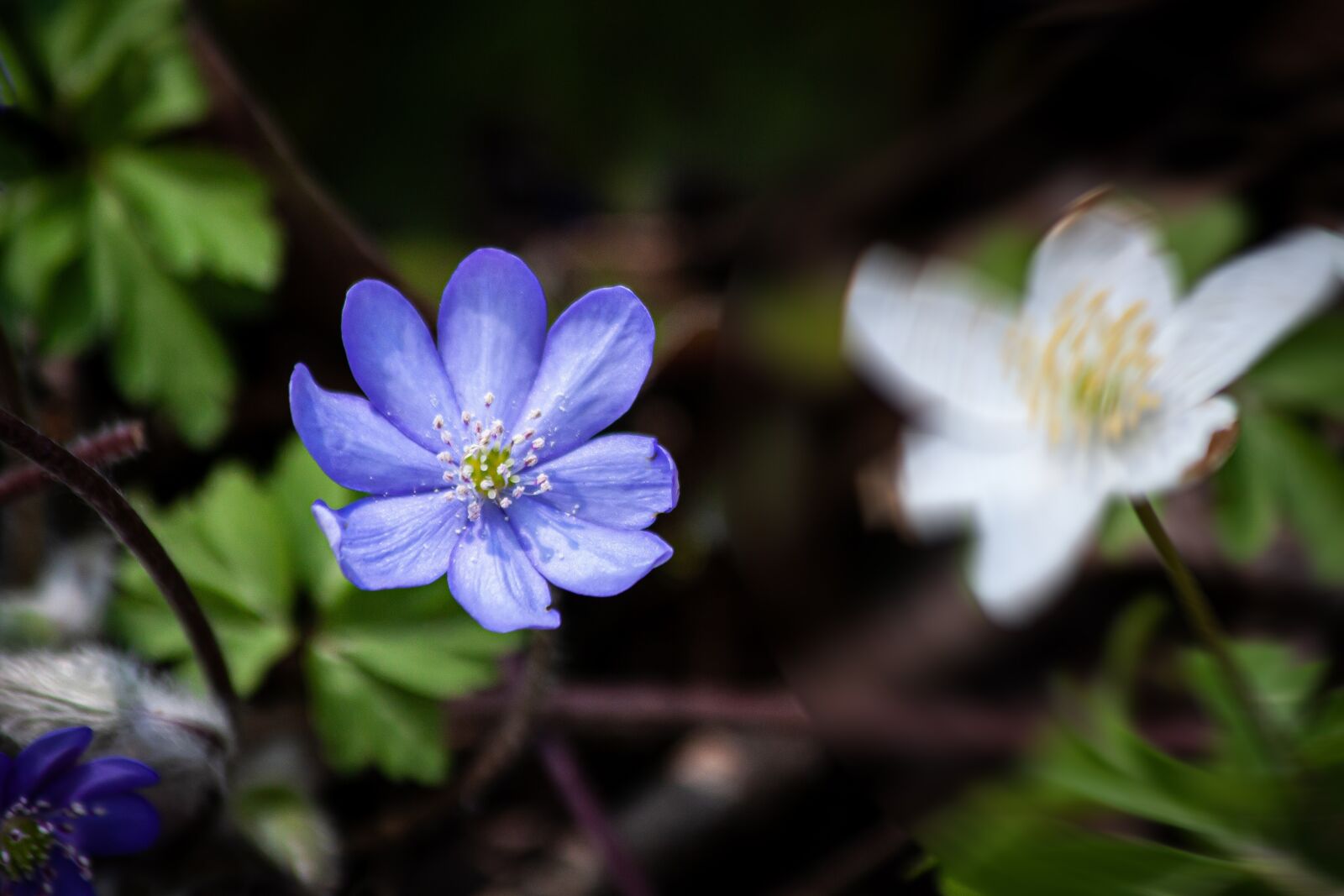 Canon EOS 50D + Canon EF 70-300mm F4-5.6 IS USM sample photo. Hepatica, hepatica nobilis, blossom photography