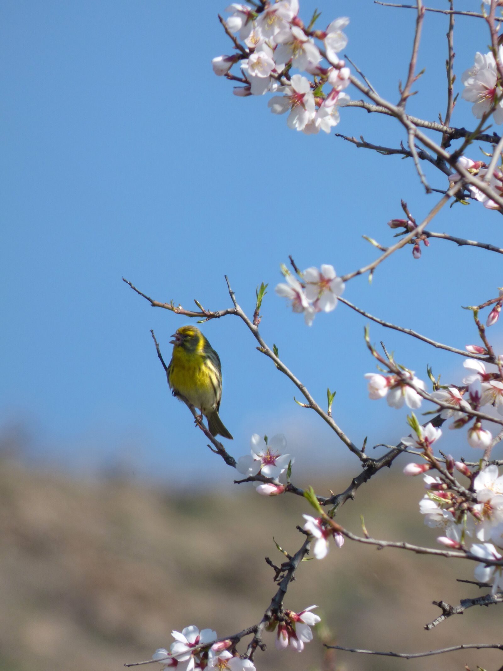 Panasonic Lumix DMC-FZ70 sample photo. European serin, bird, serinus photography