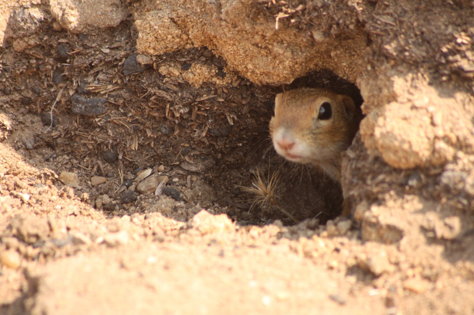 Canon EOS 450D (EOS Rebel XSi / EOS Kiss X2) sample photo. Squirrel, animal, nature photography