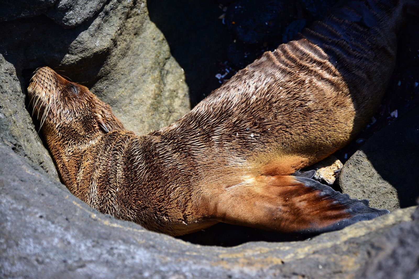 Nikon D810 sample photo. Sea, lions photography