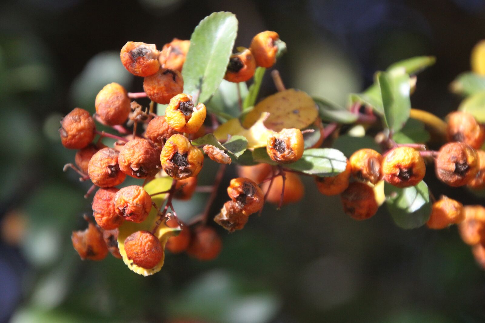 Canon EOS 50D sample photo. Berries, winter, red photography