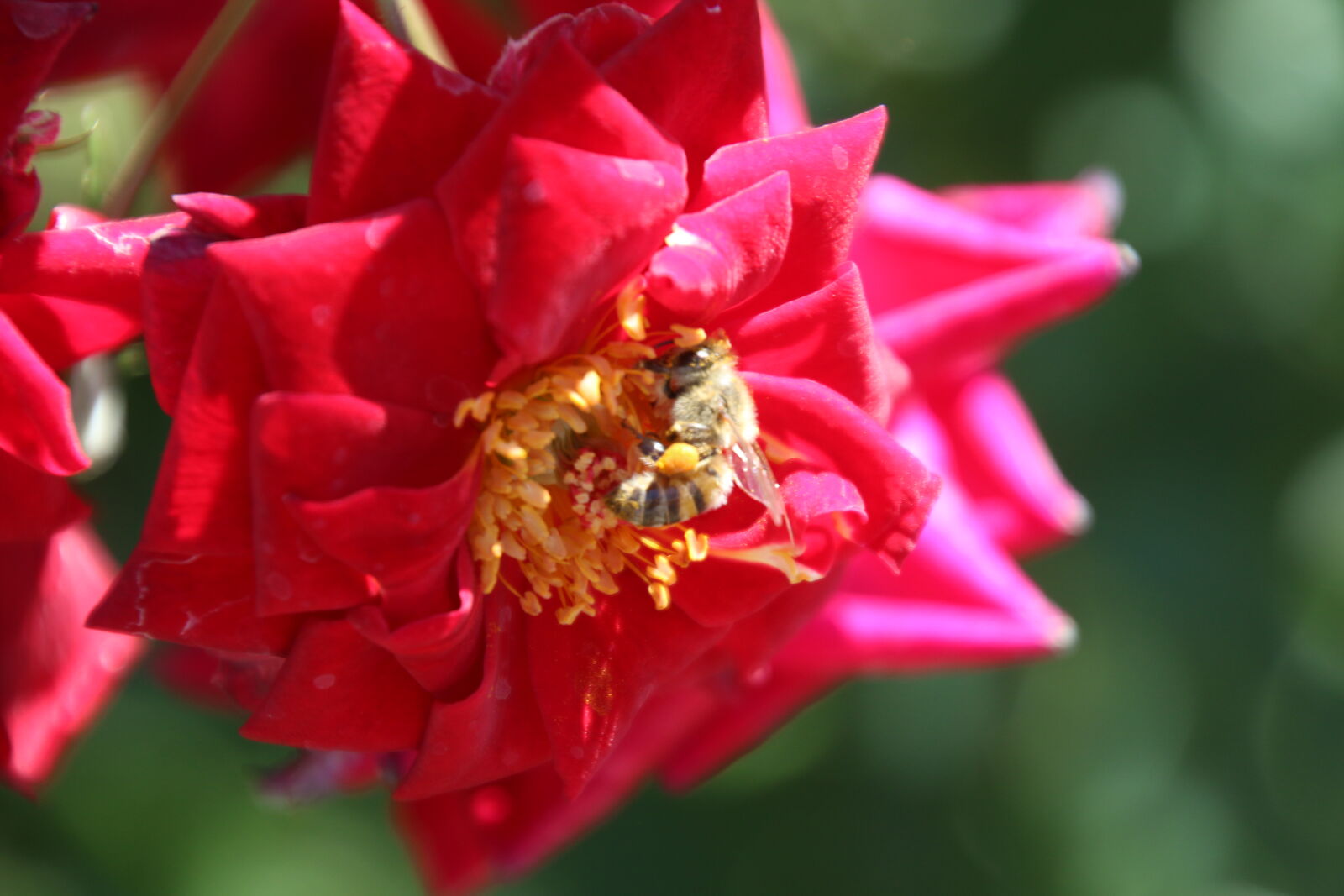 Canon EOS 7D Mark II sample photo. Bee, flower, incect, outside photography