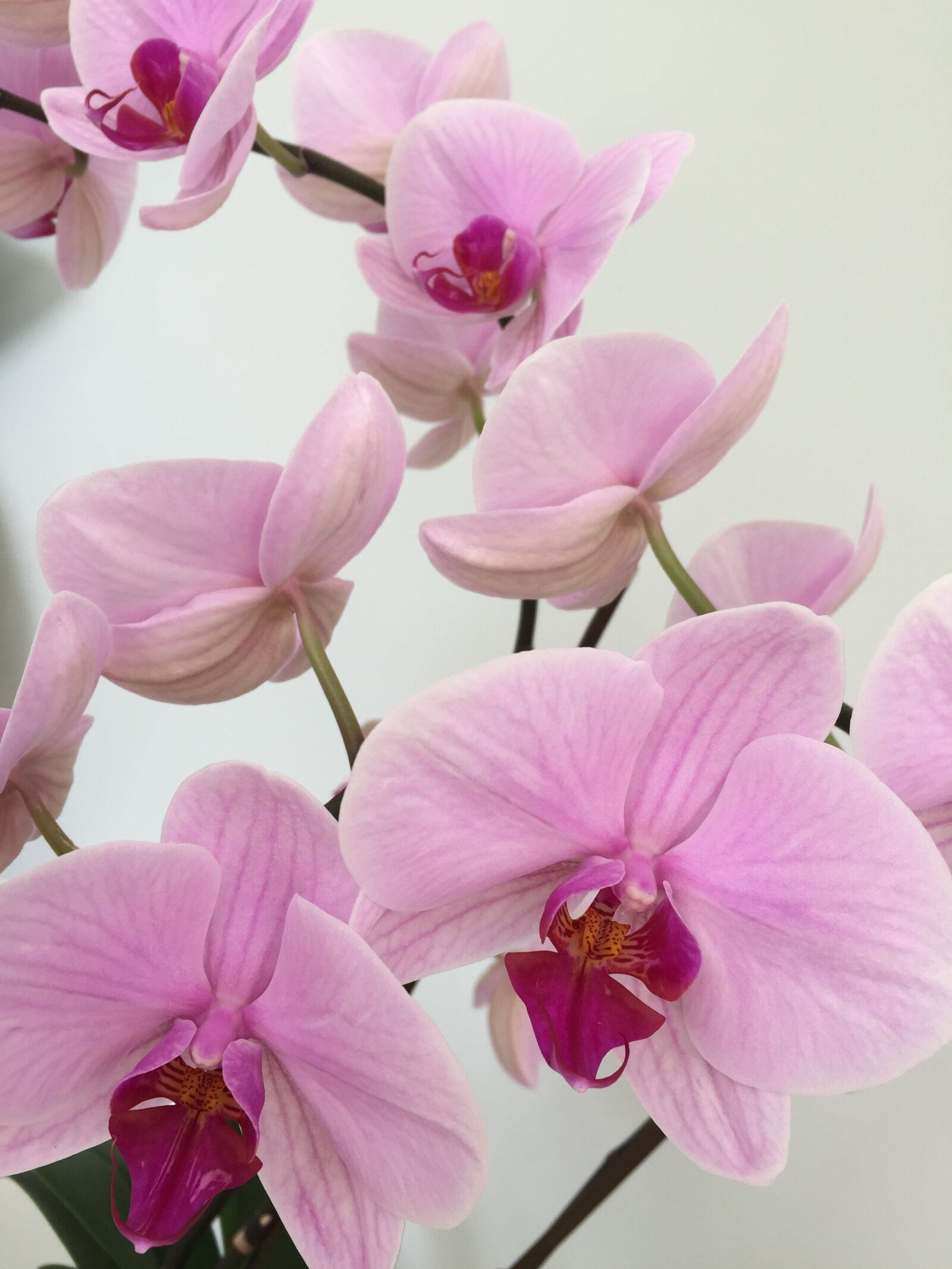Apple iPhone 6 sample photo. Orchid, flower, pink photography