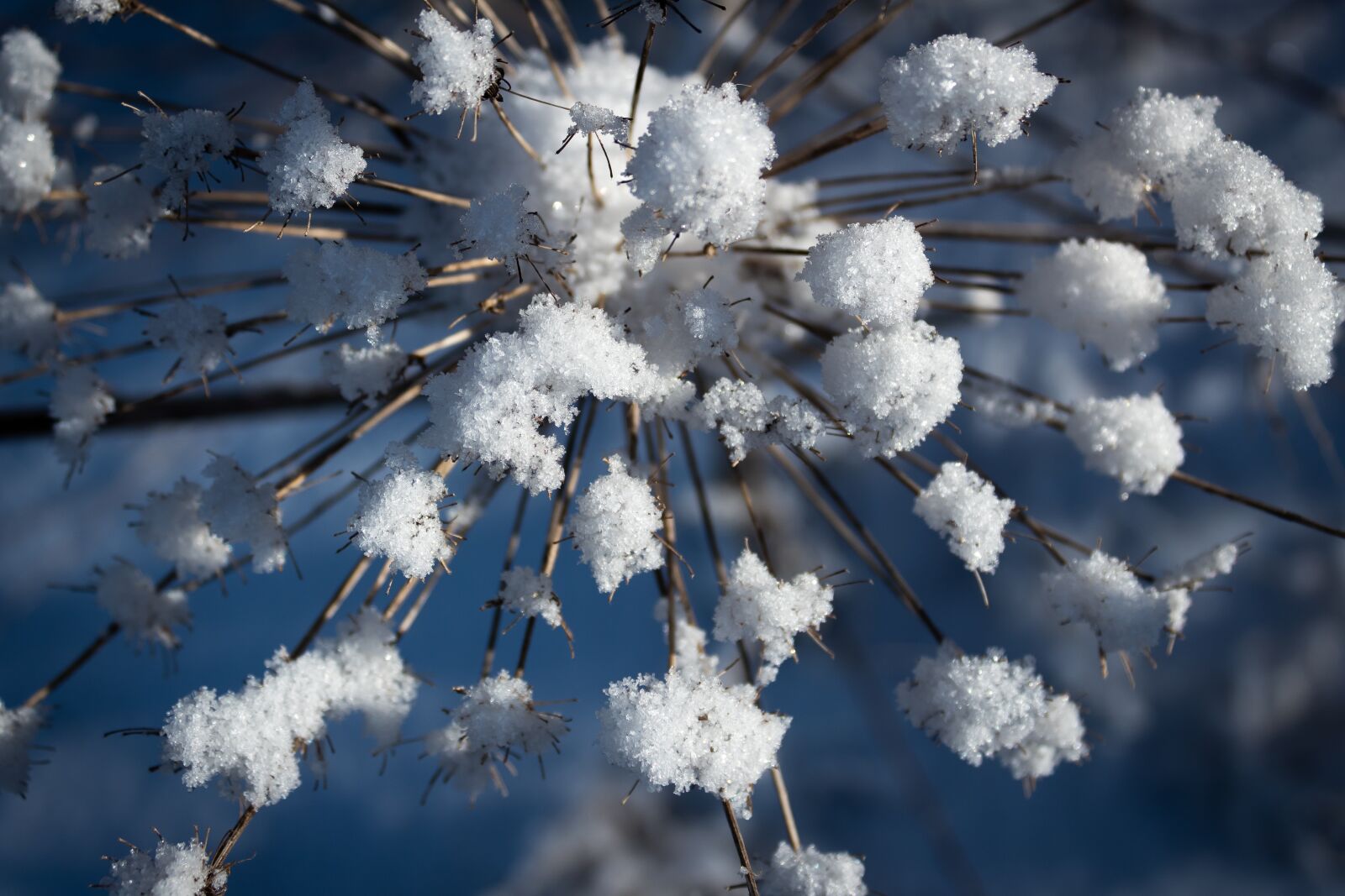 Canon EOS 1300D (EOS Rebel T6 / EOS Kiss X80) sample photo. Yarrow, snow, macro photography