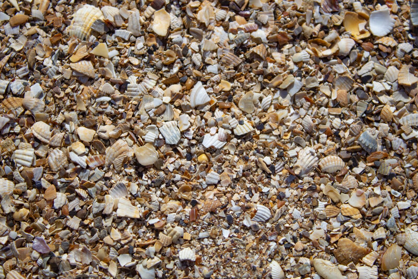 Canon EOS 4000D (EOS Rebel T100 / EOS 3000D) sample photo. Seashells, background, sea photography