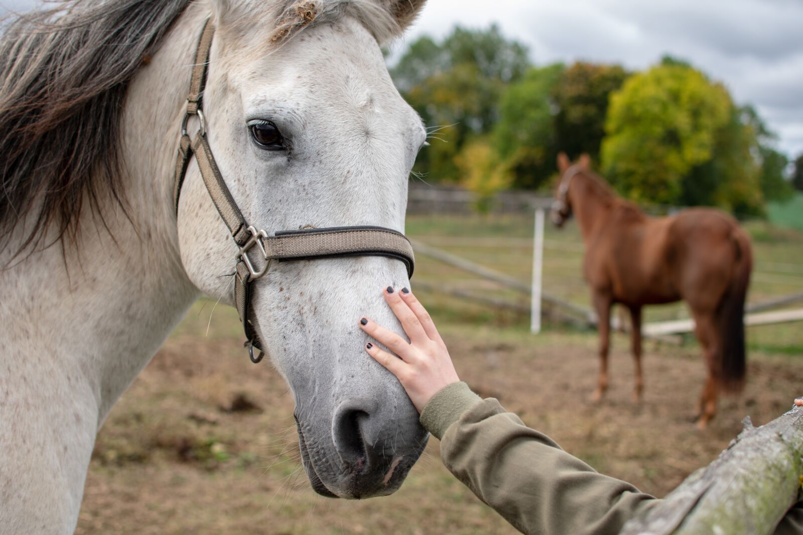 Nikon D3300 sample photo. Horse, reiter, portrait photography