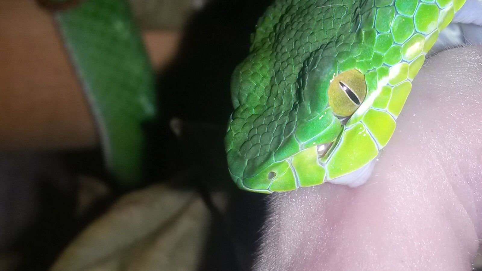 Samsung Galaxy S4 Mini sample photo. Poison, snake, venomous snake photography