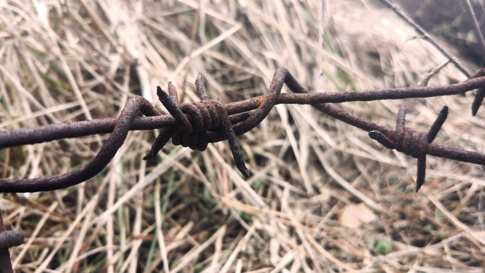 Xiaomi MI 5 sample photo. Barbed wire, macro, wire photography