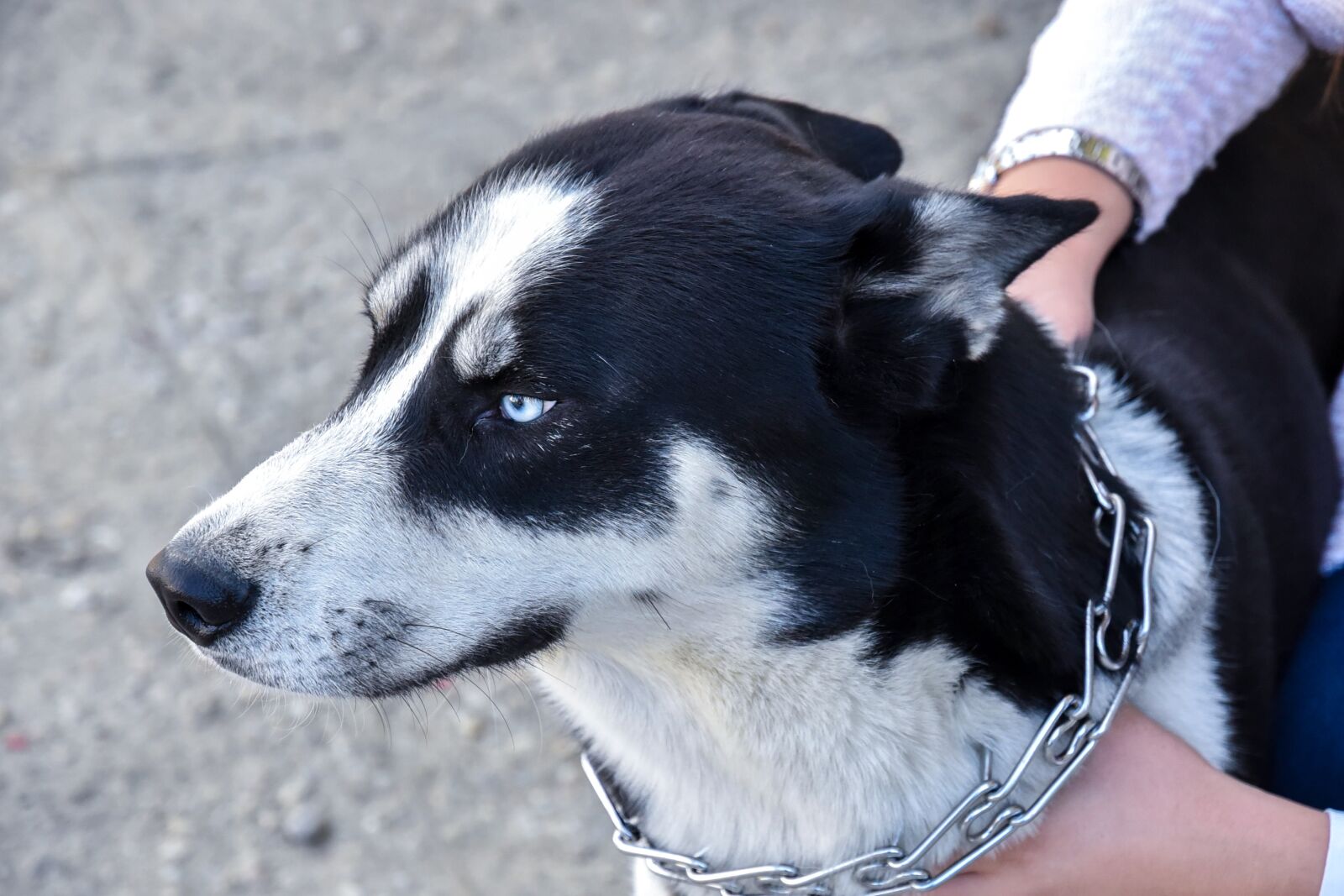 Nikon D750 sample photo. Husky, dog, siberian photography