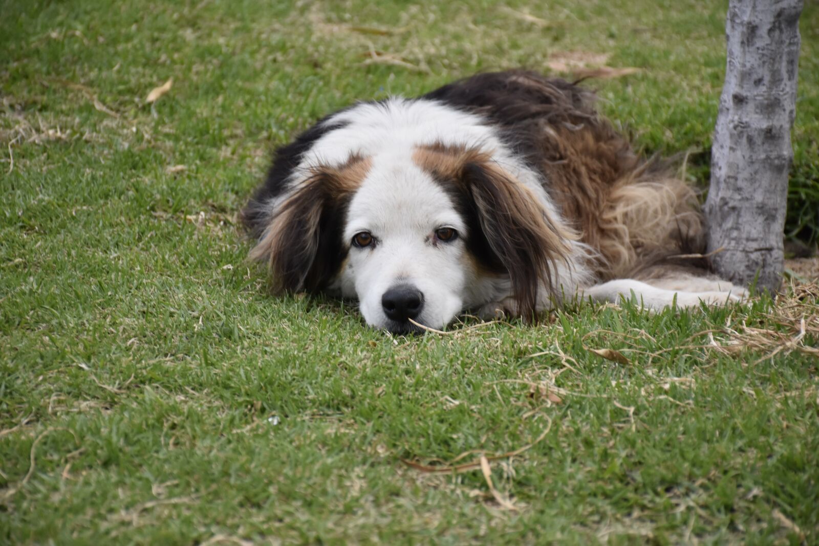 Nikon D7200 sample photo. Stray dog, brown with photography