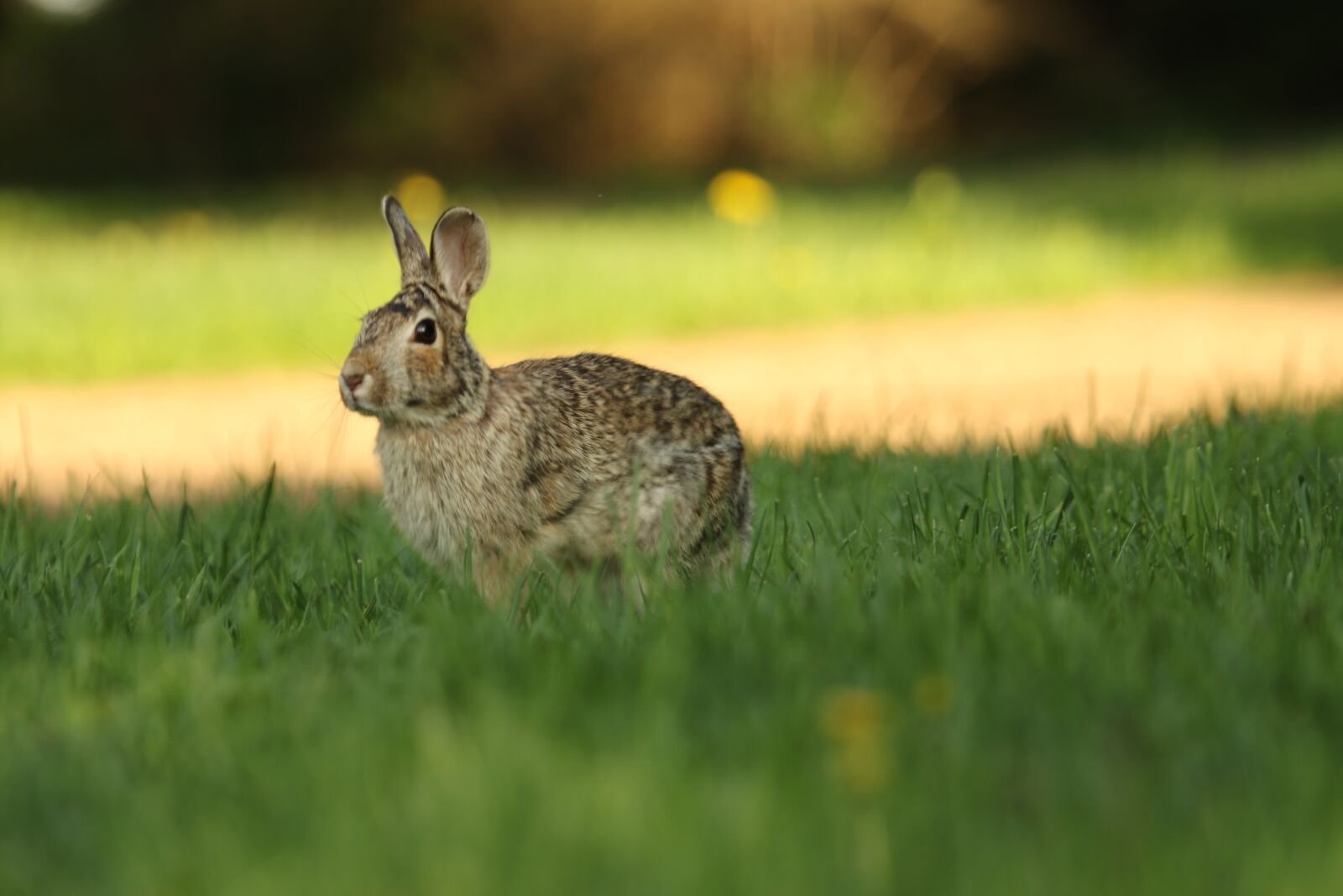 Canon EOS 7D Mark II + Canon EF 100-400mm F4.5-5.6L IS USM sample photo. Rabbit, brown, hare photography