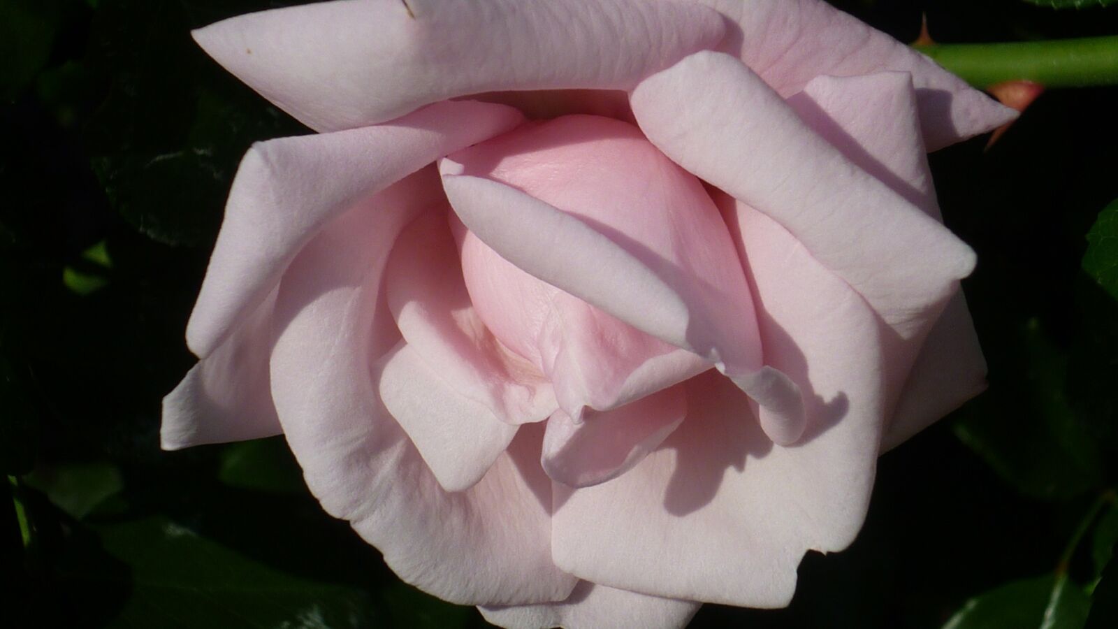 Panasonic Lumix DMC-FS6 sample photo. Rose, flower, blossom photography