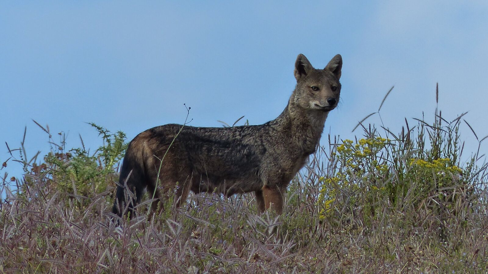 Panasonic Lumix DMC-FZ200 sample photo. Ethiopia, africa, animal photography