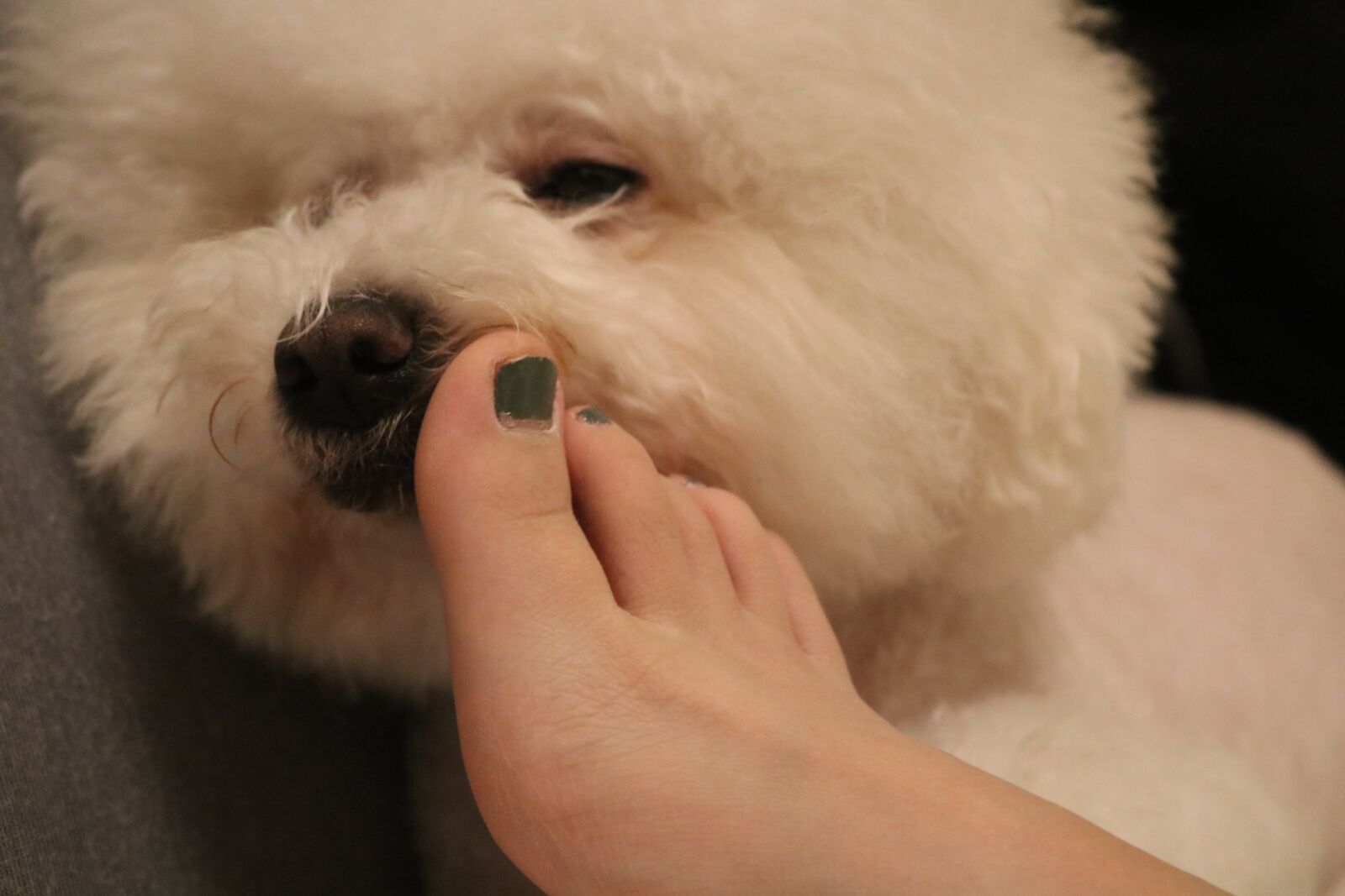 Canon EOS 750D (EOS Rebel T6i / EOS Kiss X8i) sample photo. Dog, white, puppy photography
