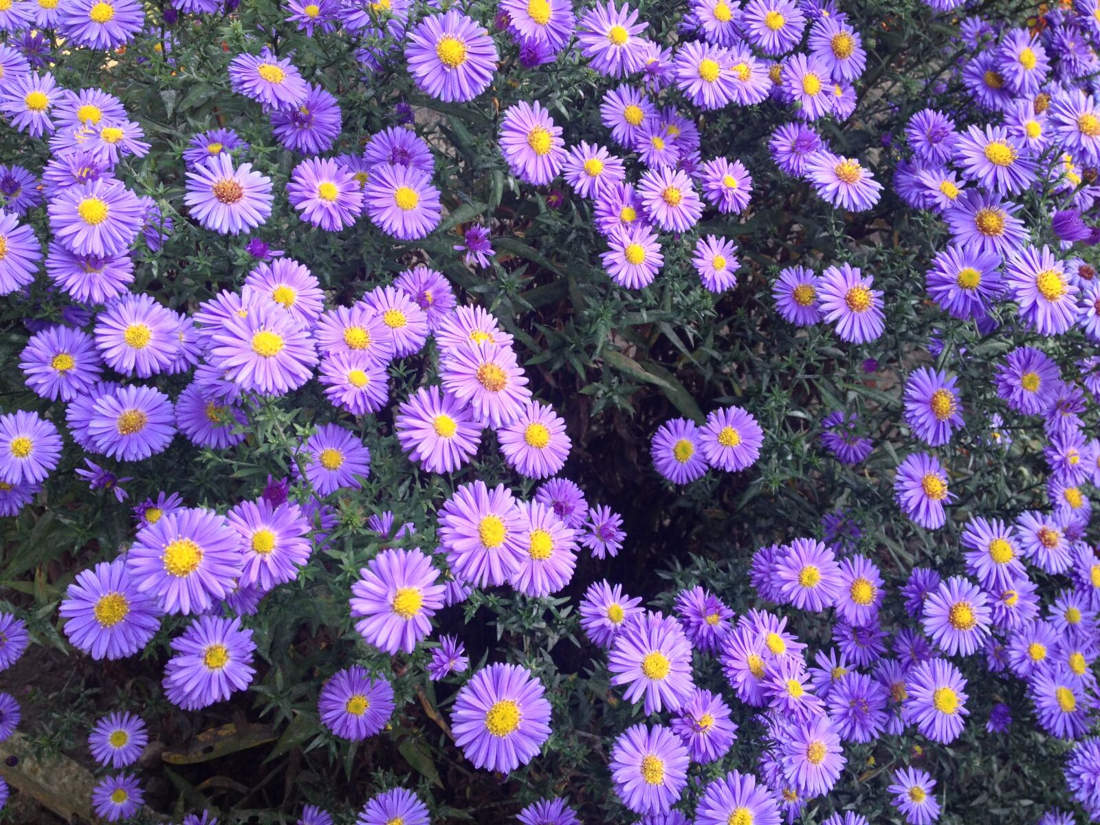 iPhone 4S back camera 4.28mm f/2.4 sample photo. Garden, violet flowers, flowers photography