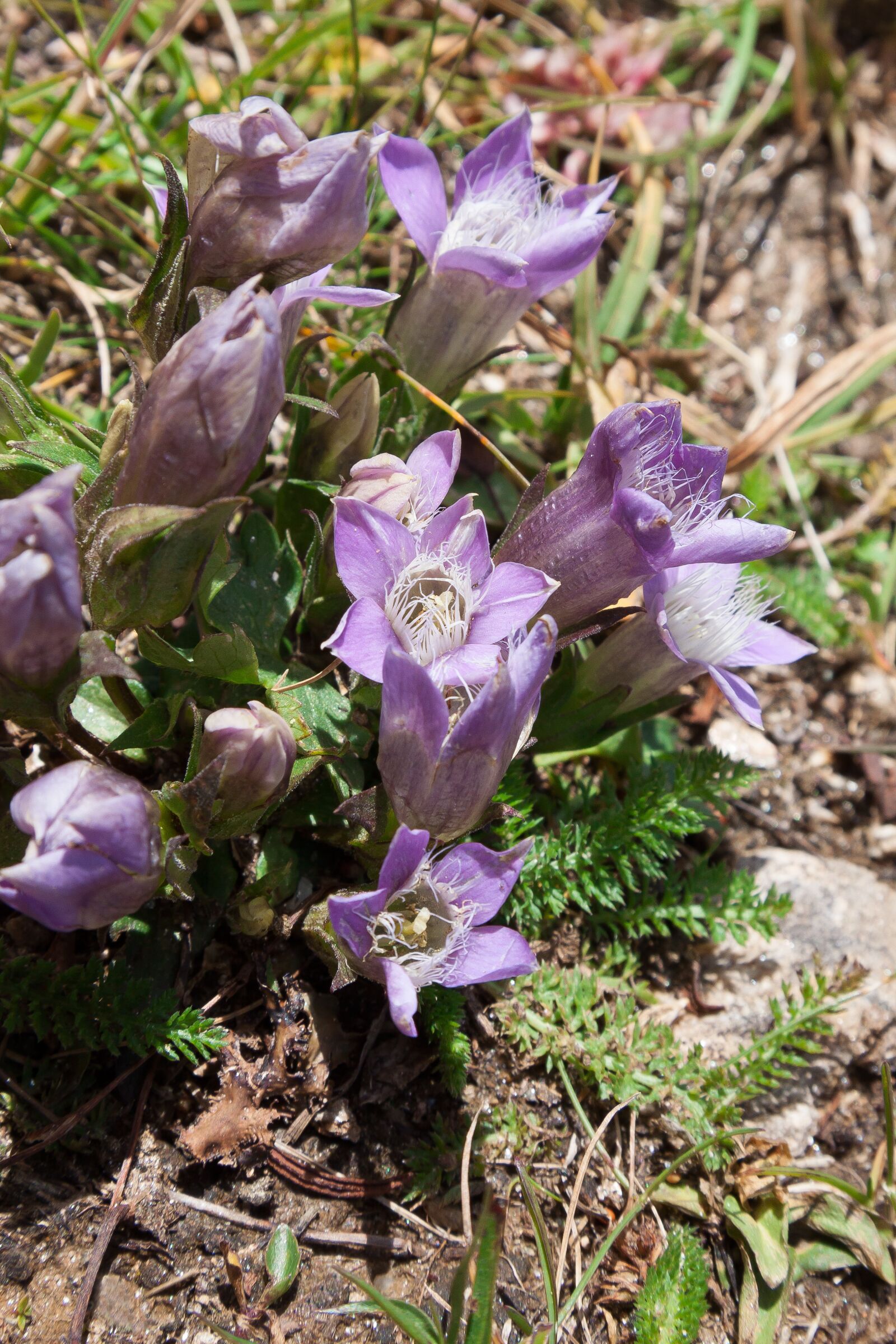 Canon EF-S 17-85mm F4-5.6 IS USM sample photo. Gentian, gentiana, alpine photography