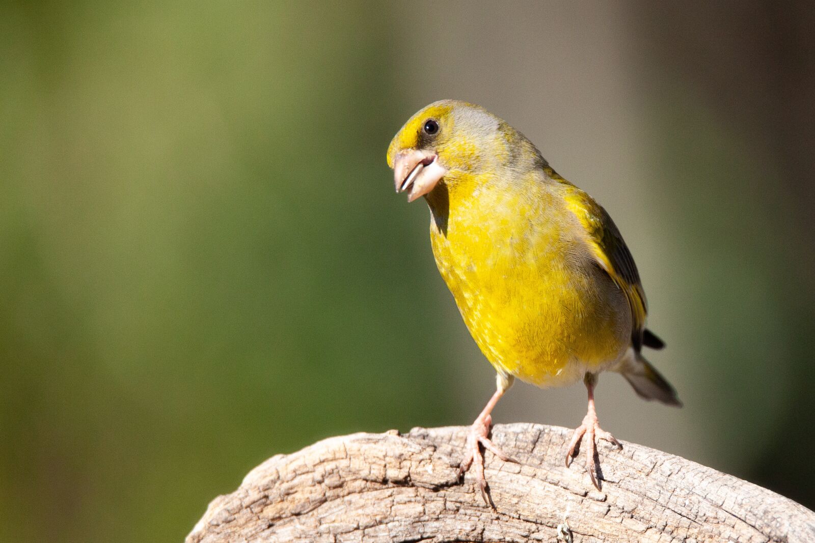 Canon EOS 5D Mark II + Tamron SP 150-600mm F5-6.3 Di VC USD sample photo. Verdone, bird, animal photography