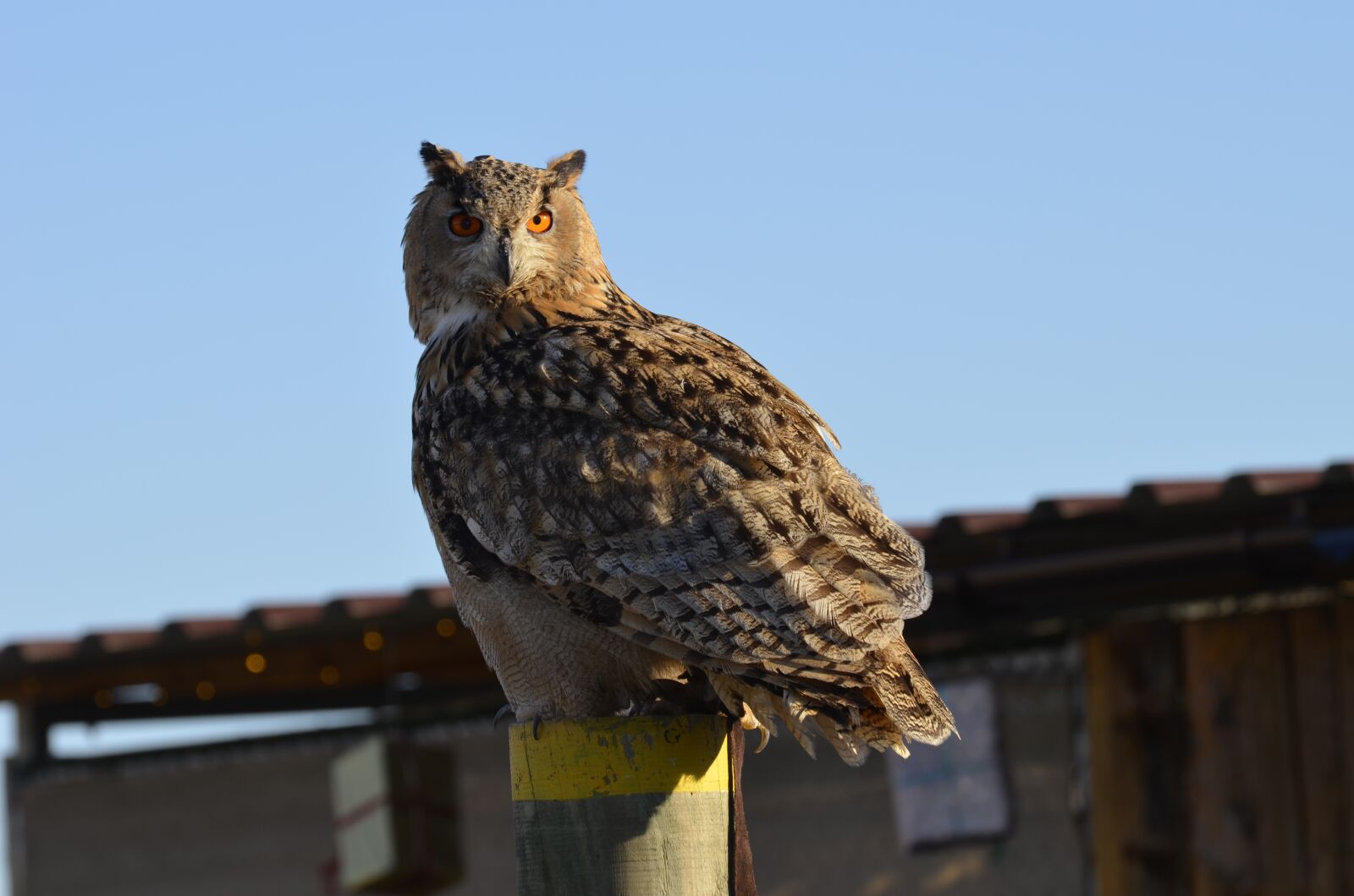Nikon D5100 sample photo. Owl, eagle owl, feather photography