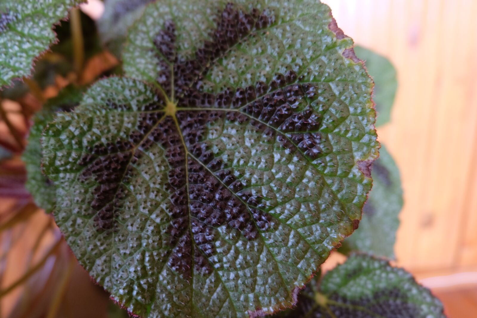 Fujifilm XC 16-50mm F3.5-5.6 OIS II sample photo. Plant, leaflet, indoor plant photography