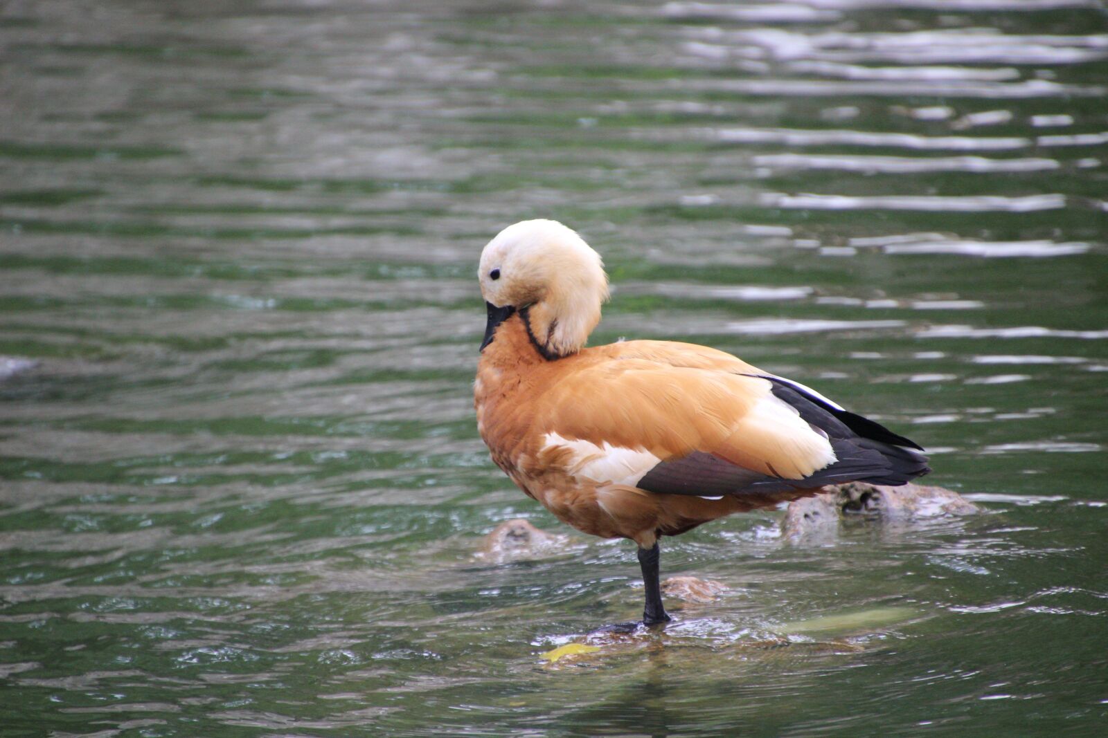 Canon EOS 600D (Rebel EOS T3i / EOS Kiss X5) sample photo. Ruddy shelduck, tadorna ferruginea photography