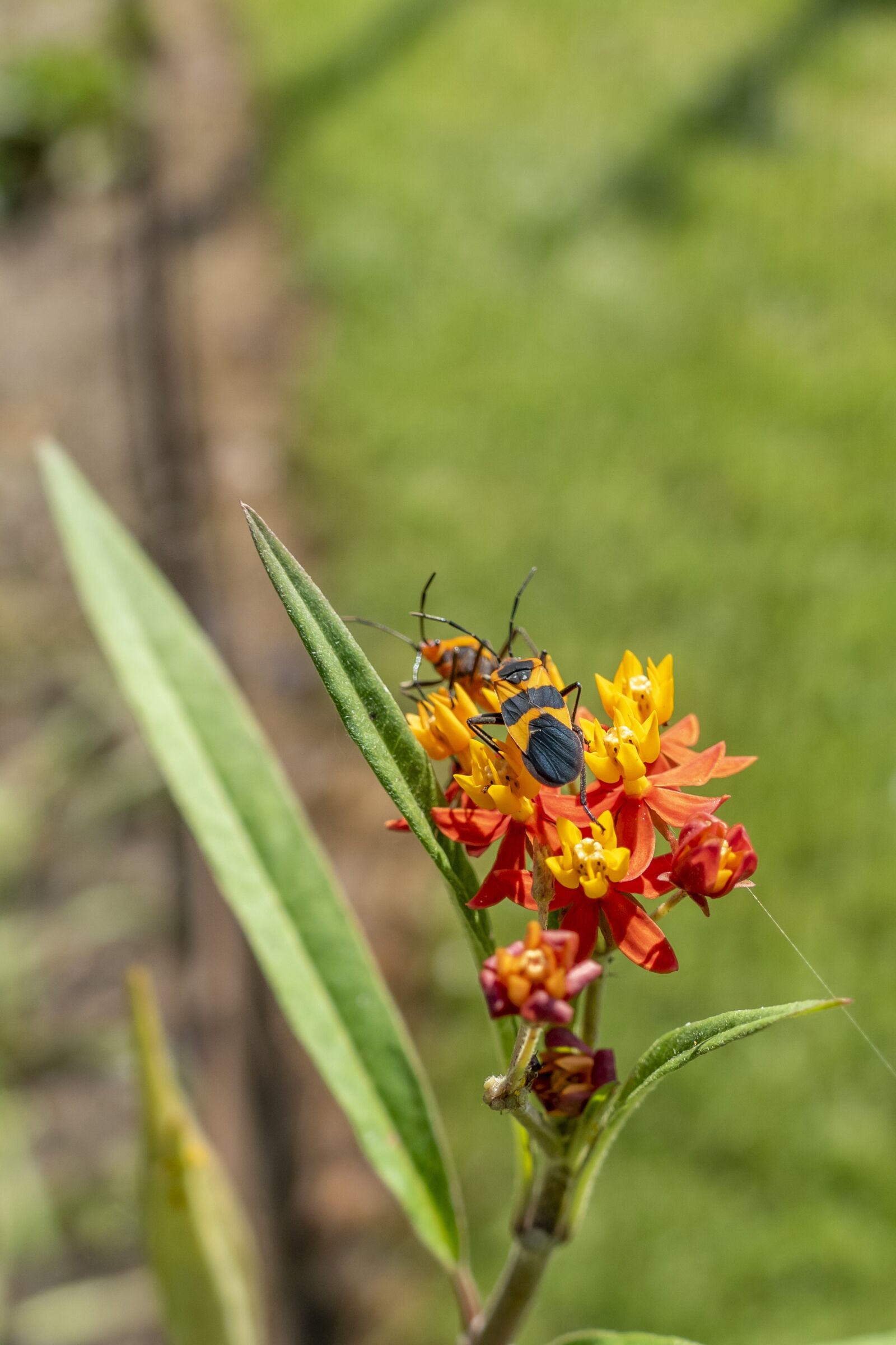 Panasonic Lumix DMC-FZ1000 sample photo. Milkweed, bugs, insects photography