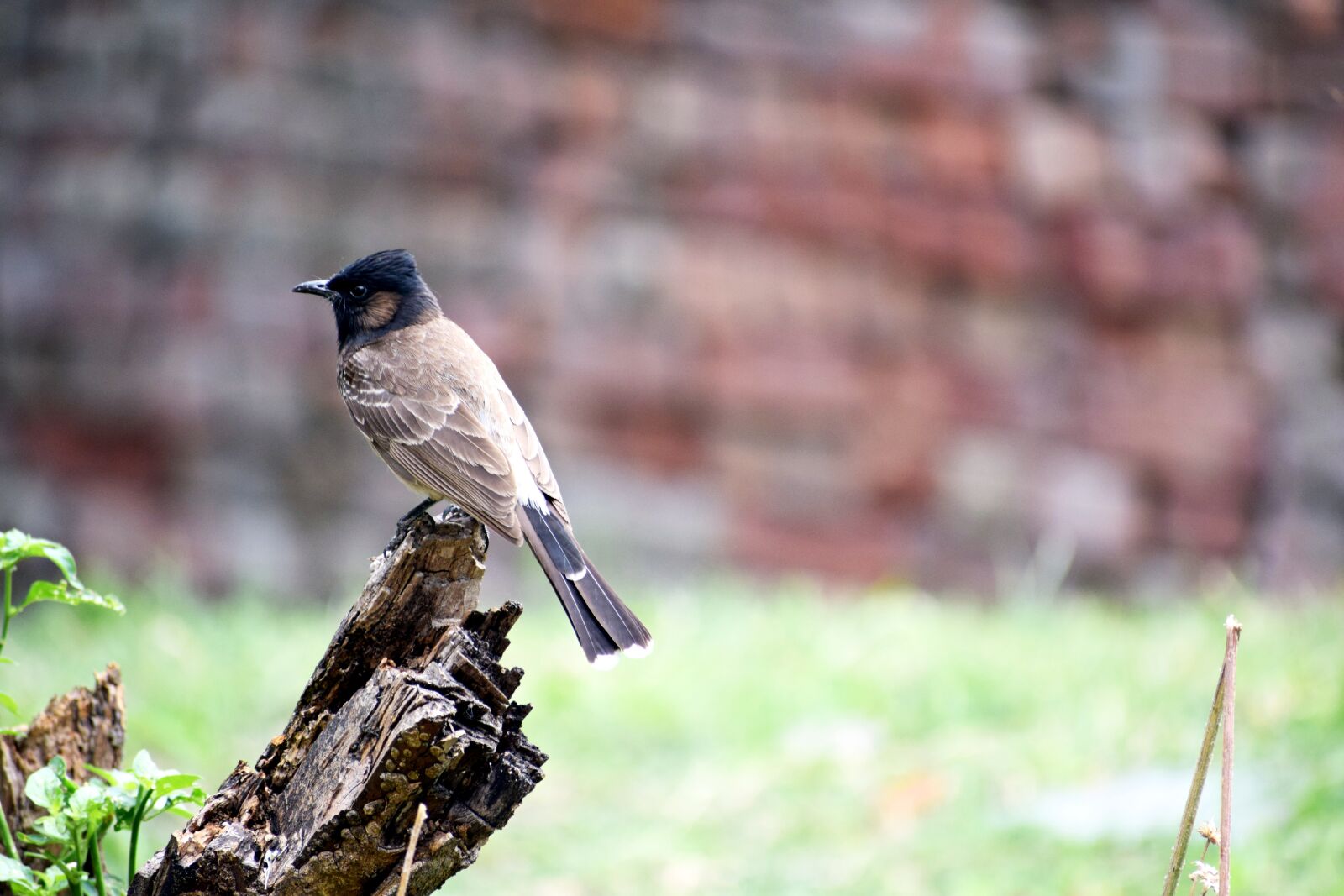 Nikon D3300 sample photo. Bulbul, bird, natural photography