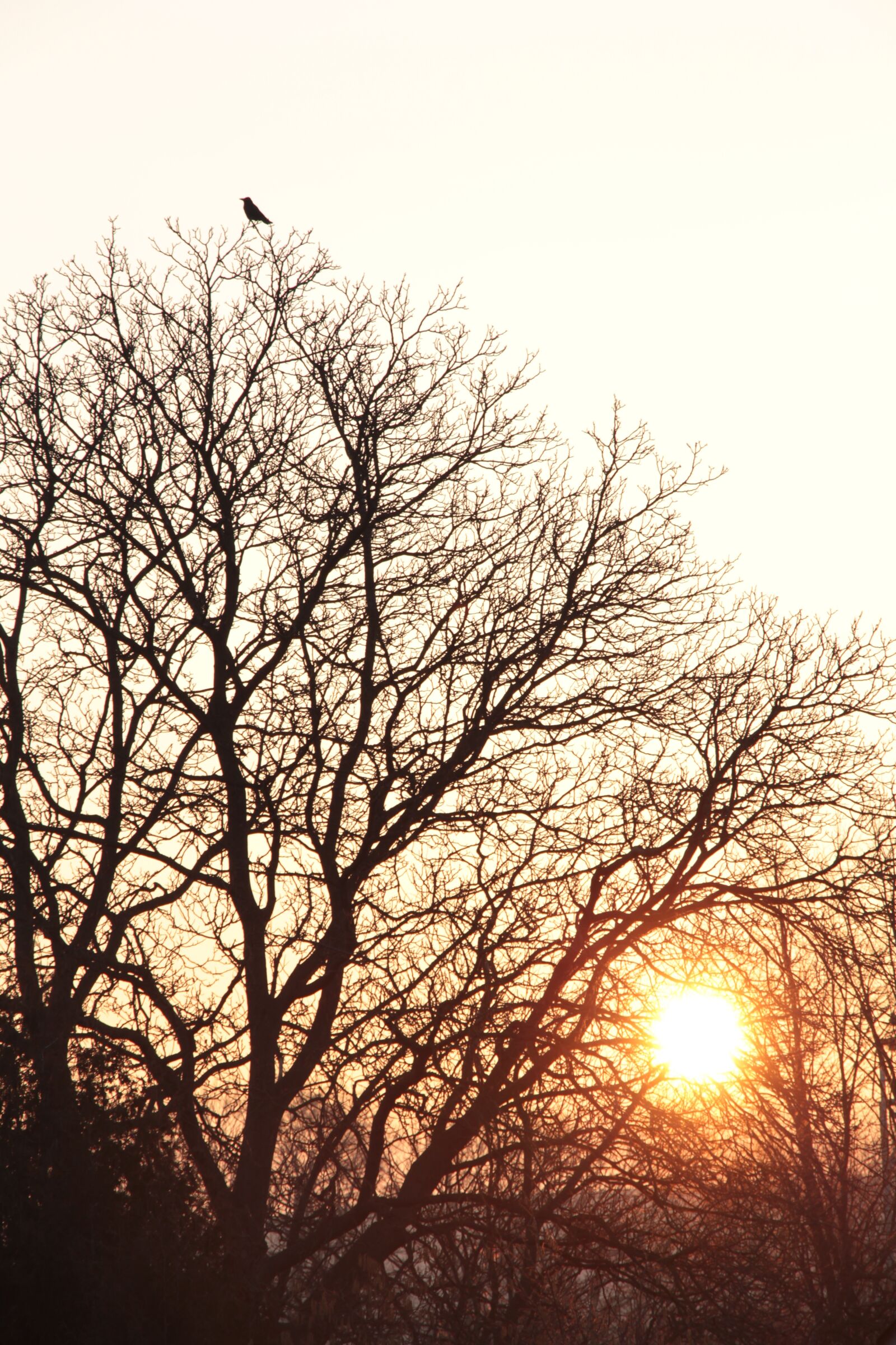 Canon EOS 700D (EOS Rebel T5i / EOS Kiss X7i) sample photo. Morning light, sunrise, winter photography