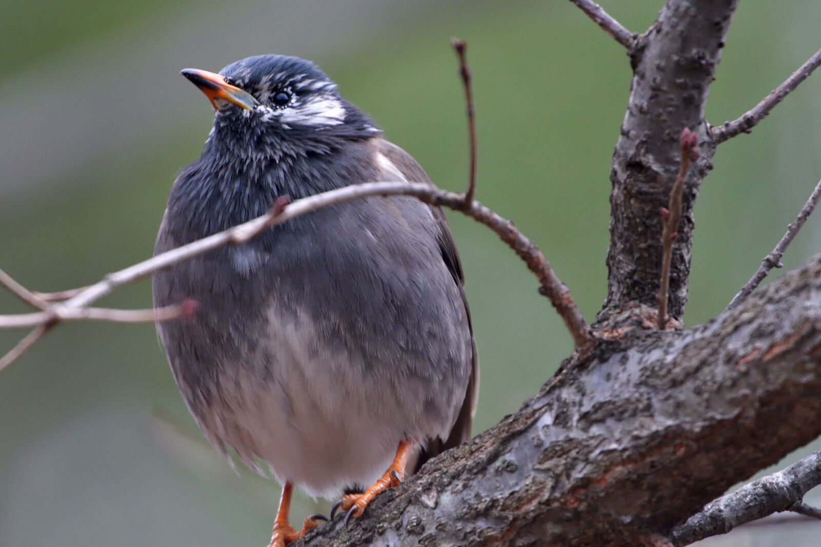 Nikon D500 sample photo. Bird, wild animals, natural photography