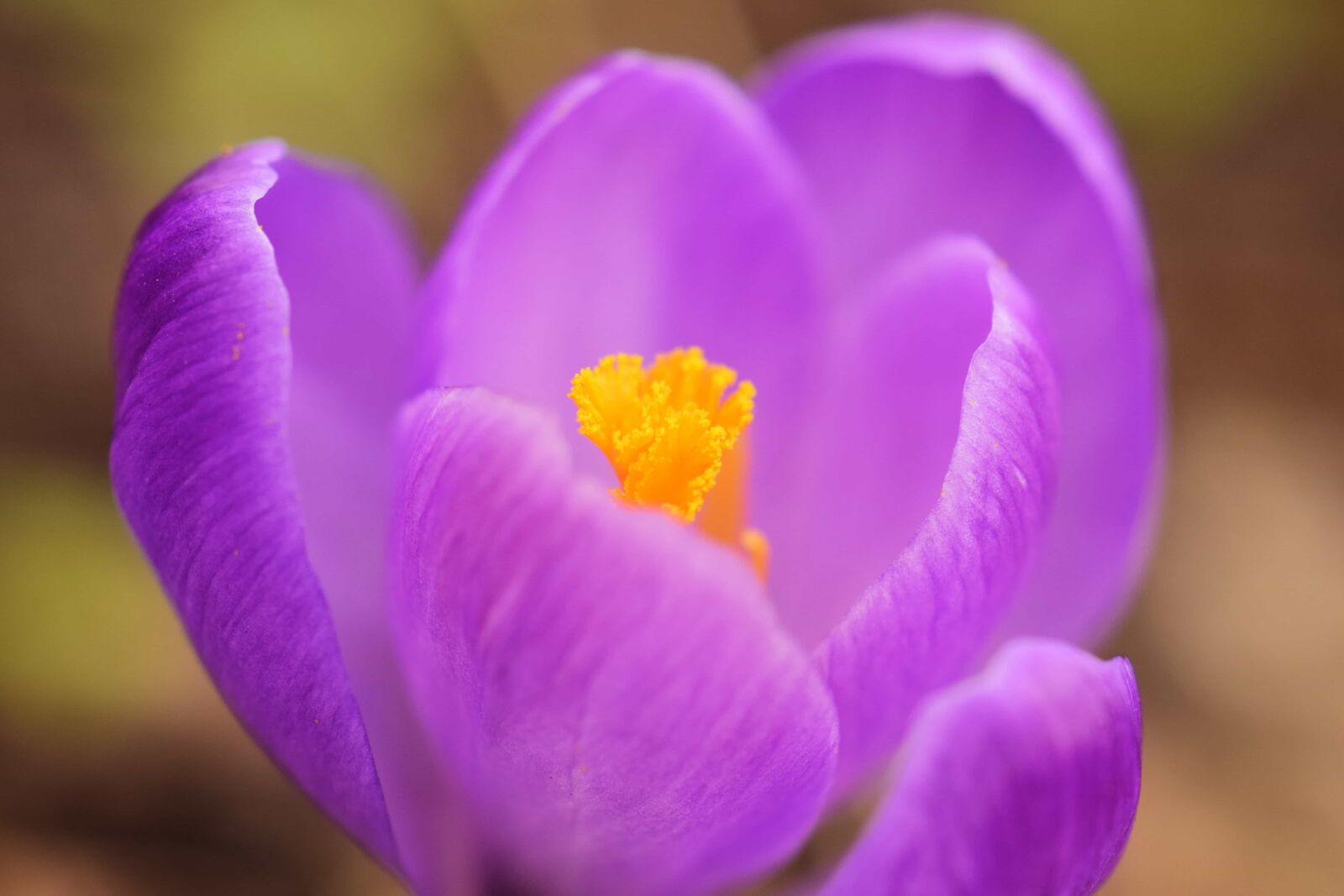 Nikon D3300 sample photo. Petal, crocus, pistil, pollen photography