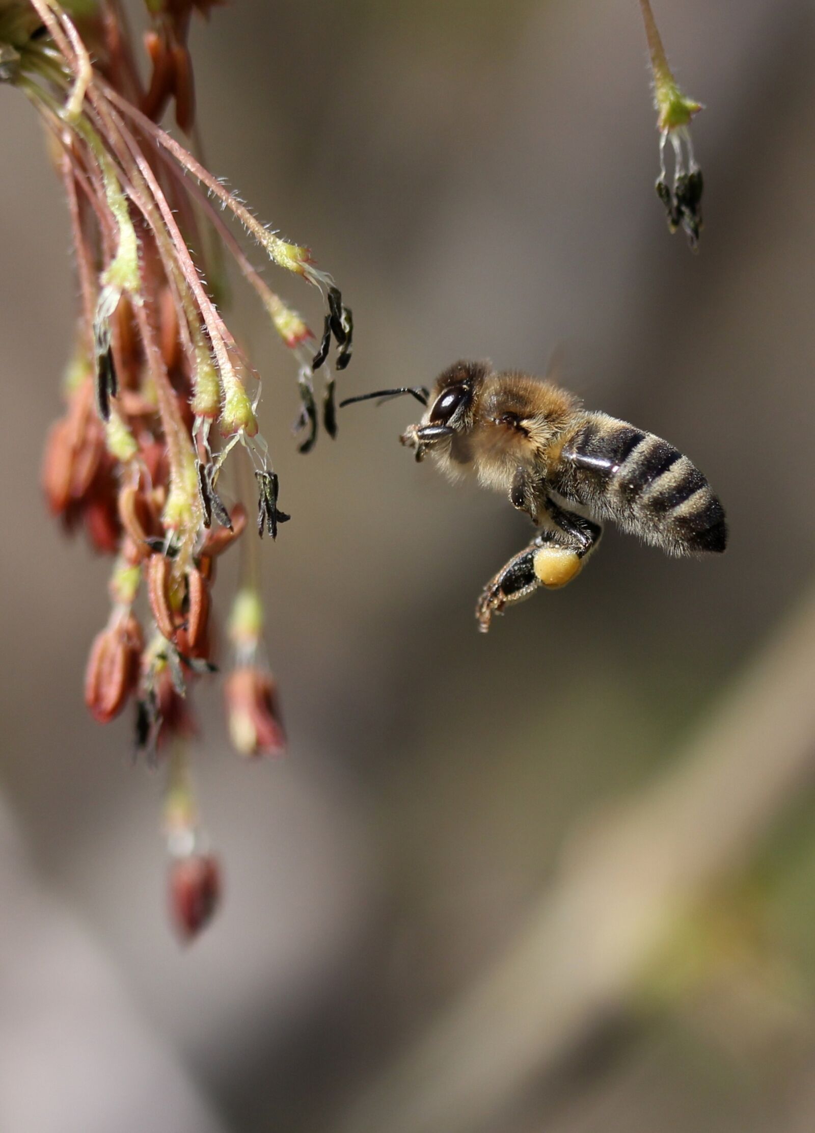 Canon EF-S 60mm F2.8 Macro USM sample photo. Bee, flight, pollination photography