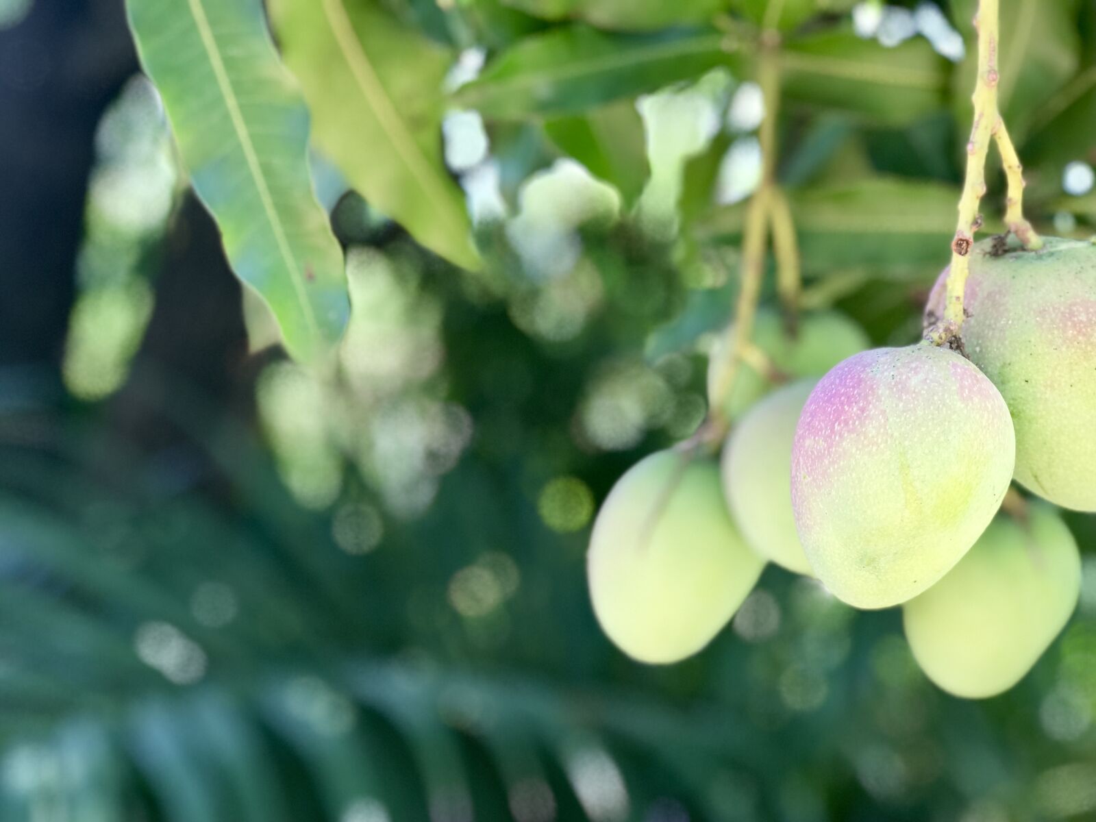 iPhone 7 Plus back dual camera 6.6mm f/2.8 sample photo. Fruit, leaf, food photography