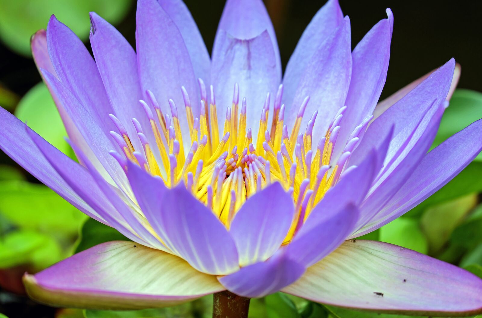 Fujifilm X-T10 + Fujifilm XC 50-230mm F4.5-6.7 OIS sample photo. Water lily, flower, bloom photography