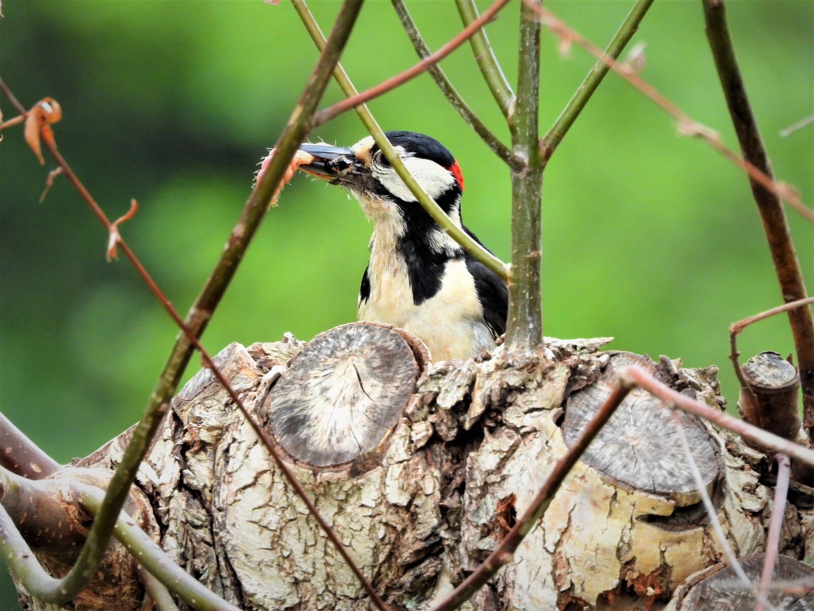 Nikon Coolpix P1000 sample photo. Great spotted woodpecker, great photography