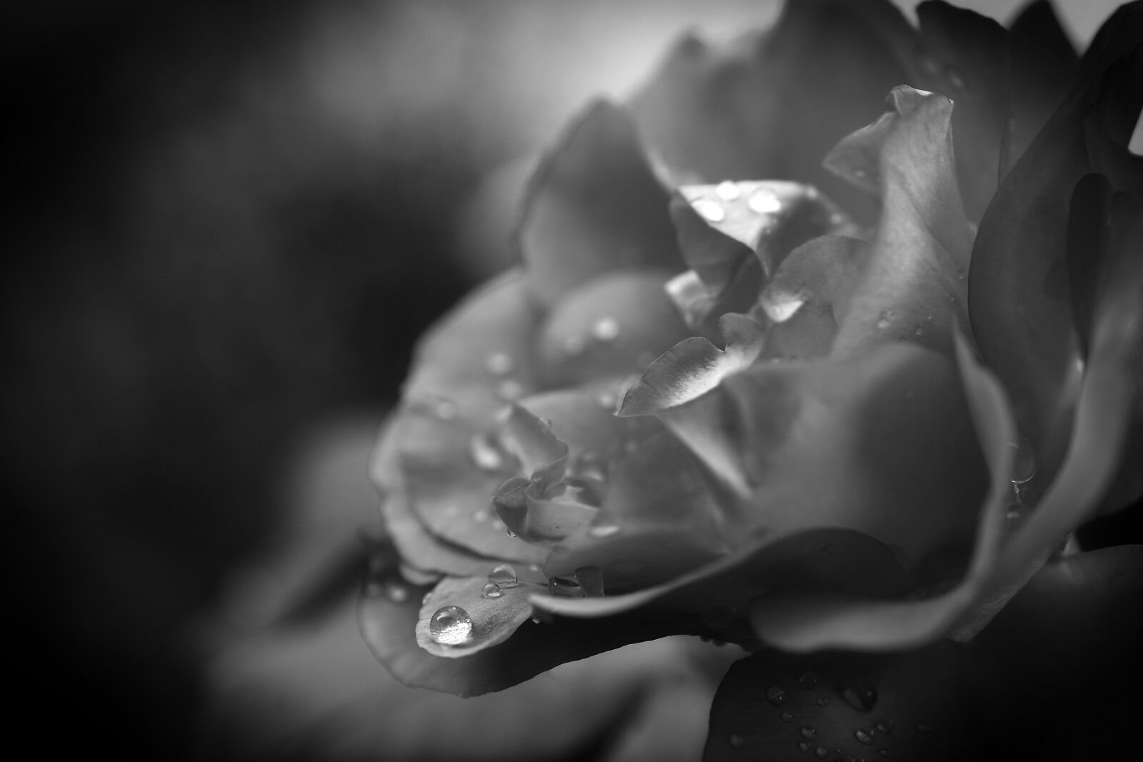 Nikon D5600 sample photo. Drop of water, mourning photography