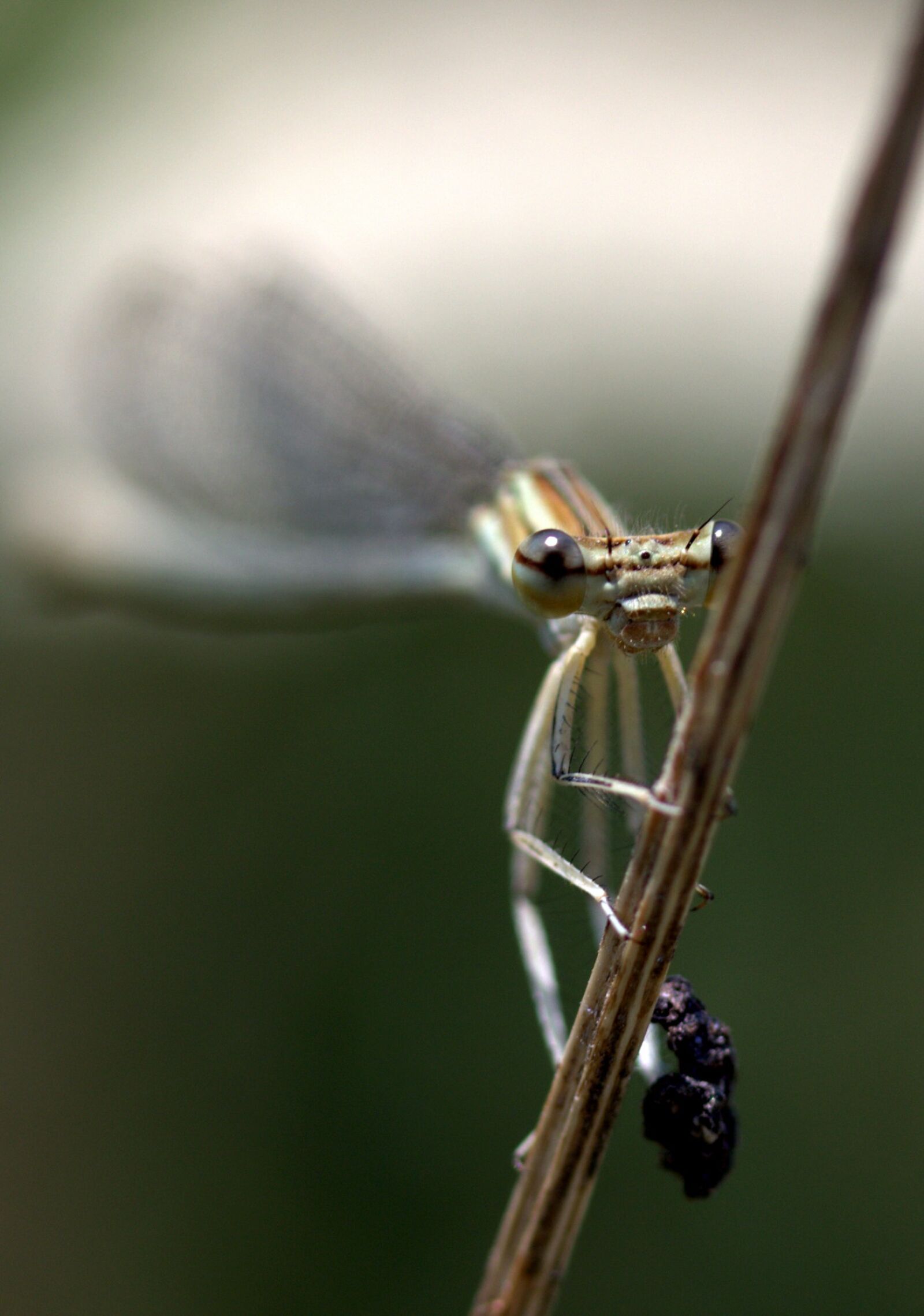 Canon EF-S 60mm F2.8 Macro USM sample photo. Dragonfly, insecta, wings photography