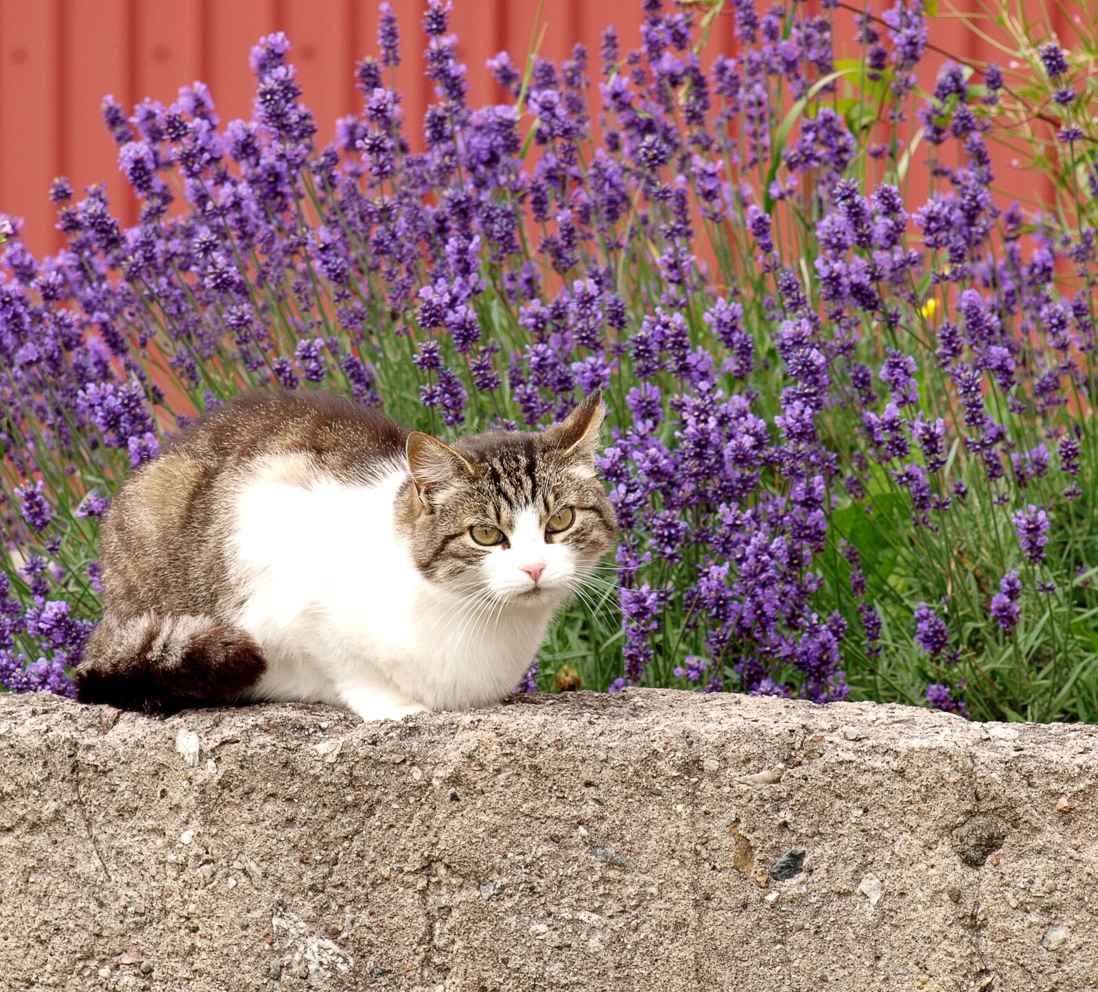 Olympus E-520 (EVOLT E-520) sample photo. Cat, adorable, furry photography