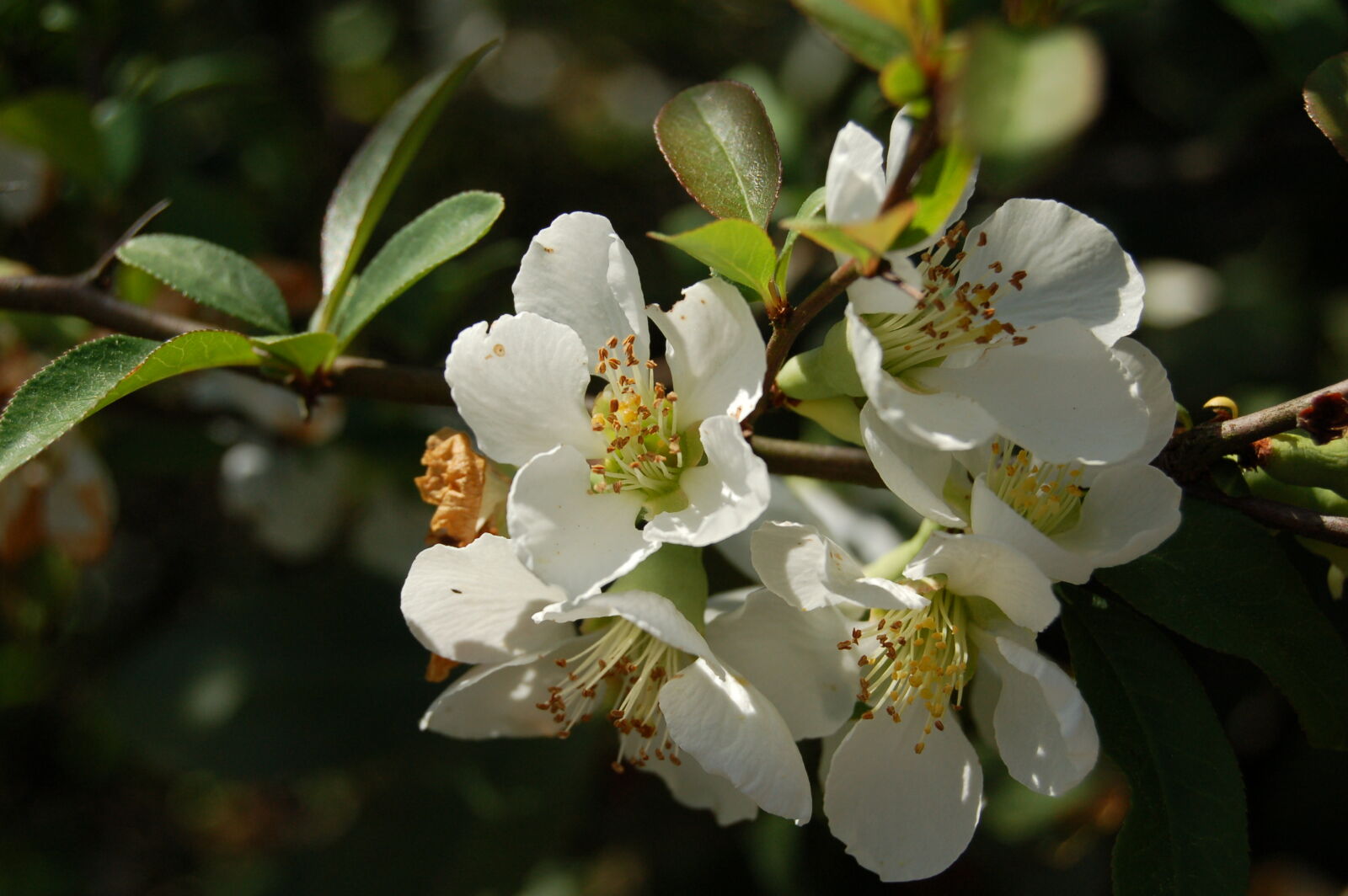Nikon D50 + AF-S DX Zoom-Nikkor 18-55mm f/3.5-5.6G ED sample photo. Flowering, plant, flowering, tree photography