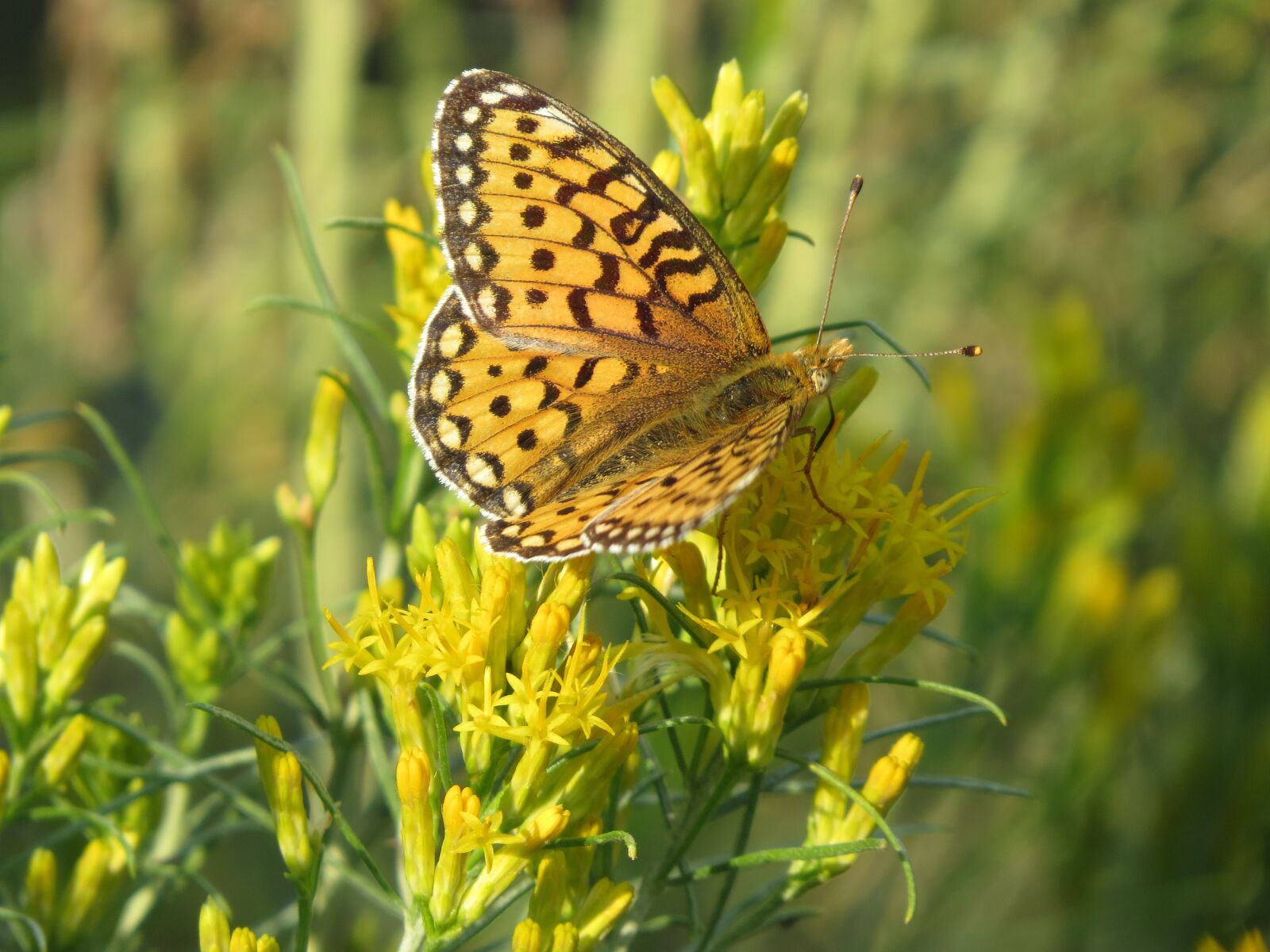 Canon PowerShot SX50 HS sample photo. Fritillary, orange, america photography