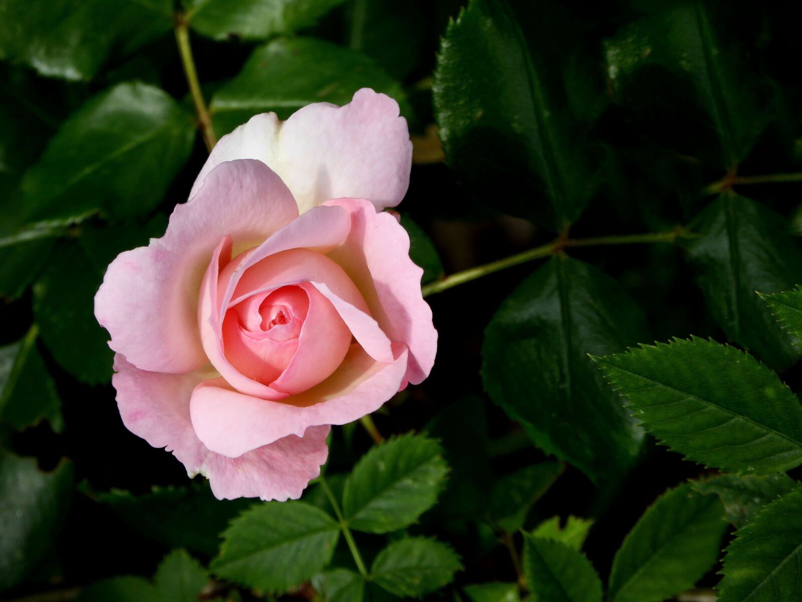 Panasonic DMC-TZ61 sample photo. Rose, blossom, bloom photography