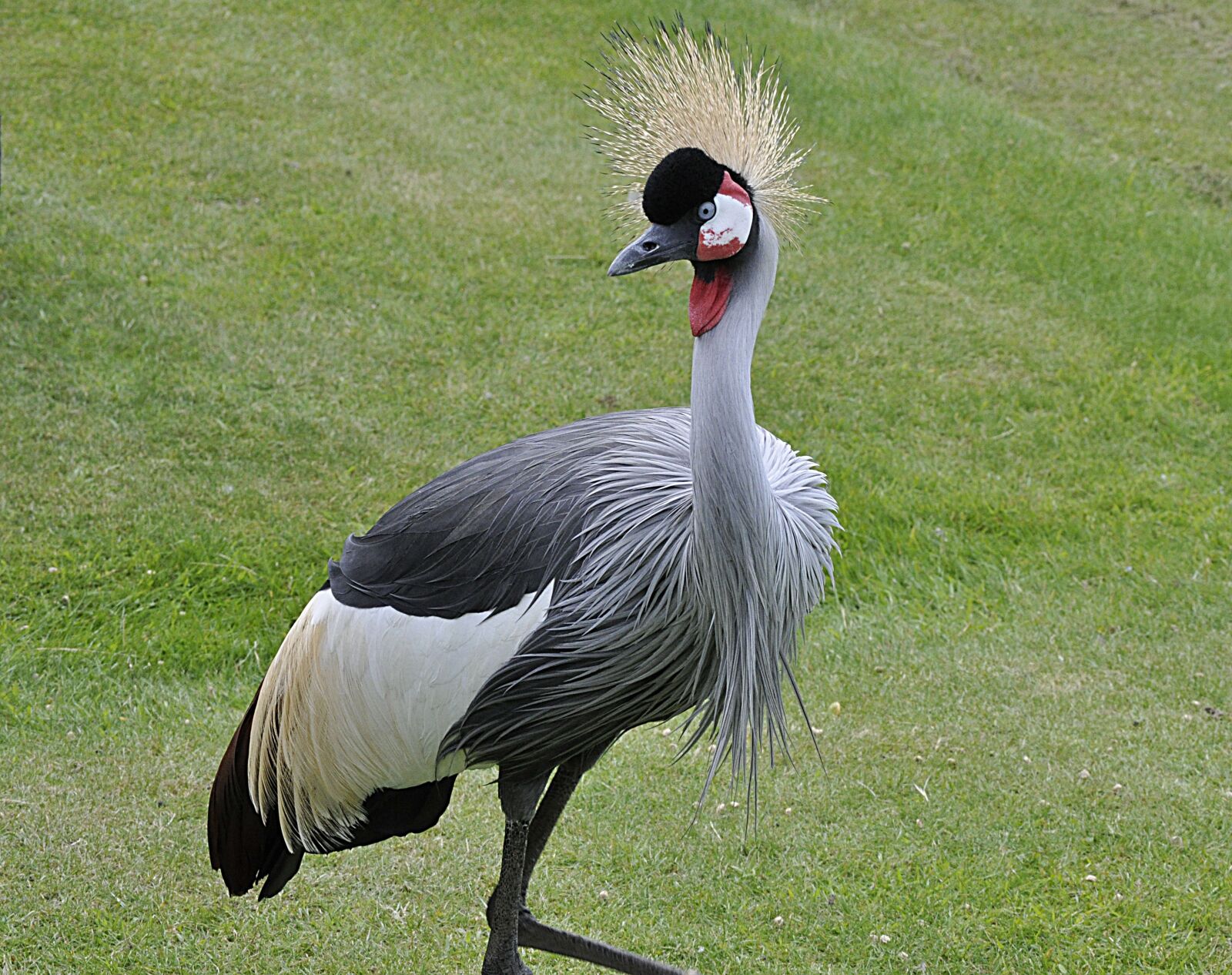 Nikon D5000 sample photo. Crowned crane, bird, norfolk photography