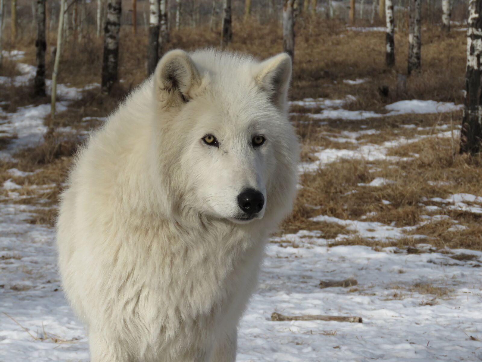 Canon PowerShot SX60 HS sample photo. Arctic wolfdog, wolfdog, wolf photography