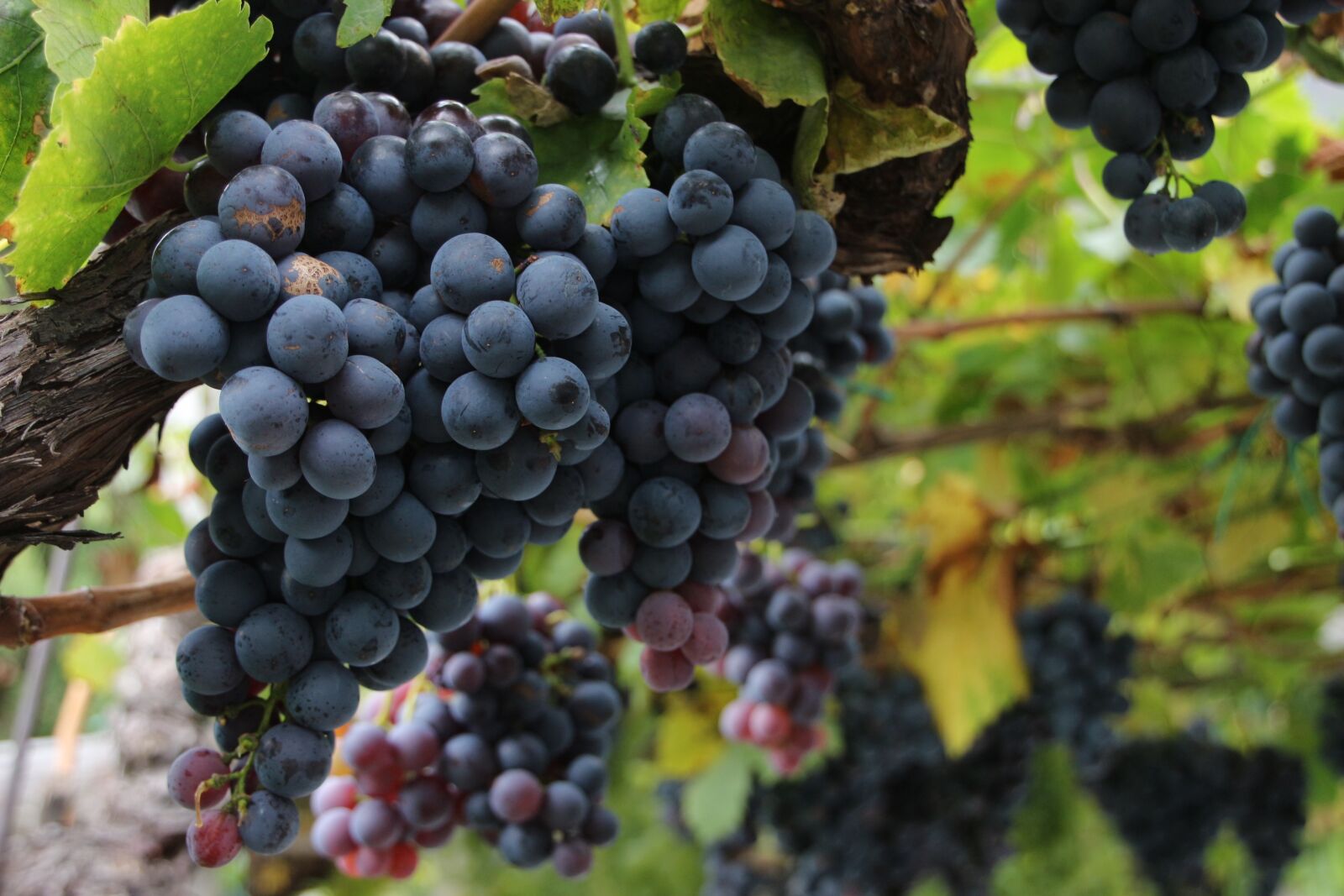 Canon EOS 700D (EOS Rebel T5i / EOS Kiss X7i) sample photo. Wine, grapes, red grapes photography