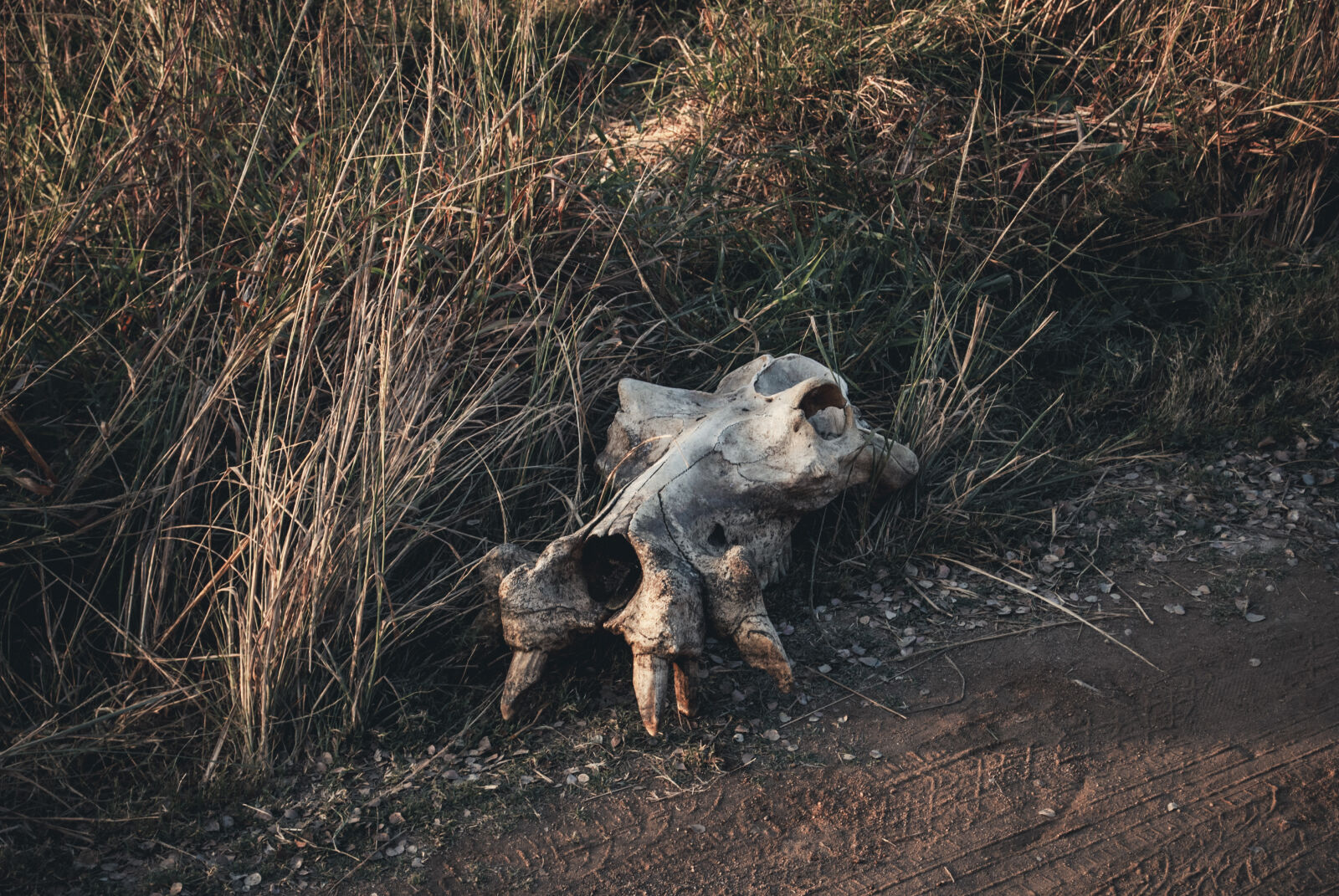 Nikon D60 sample photo. Hippo skull photography