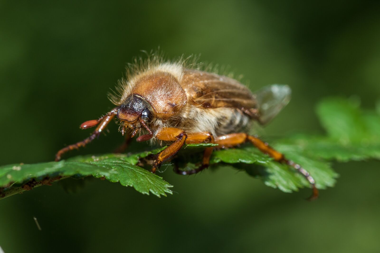 Canon EOS 7D Mark II sample photo. Chafer, maikäfer, krabbeltier photography