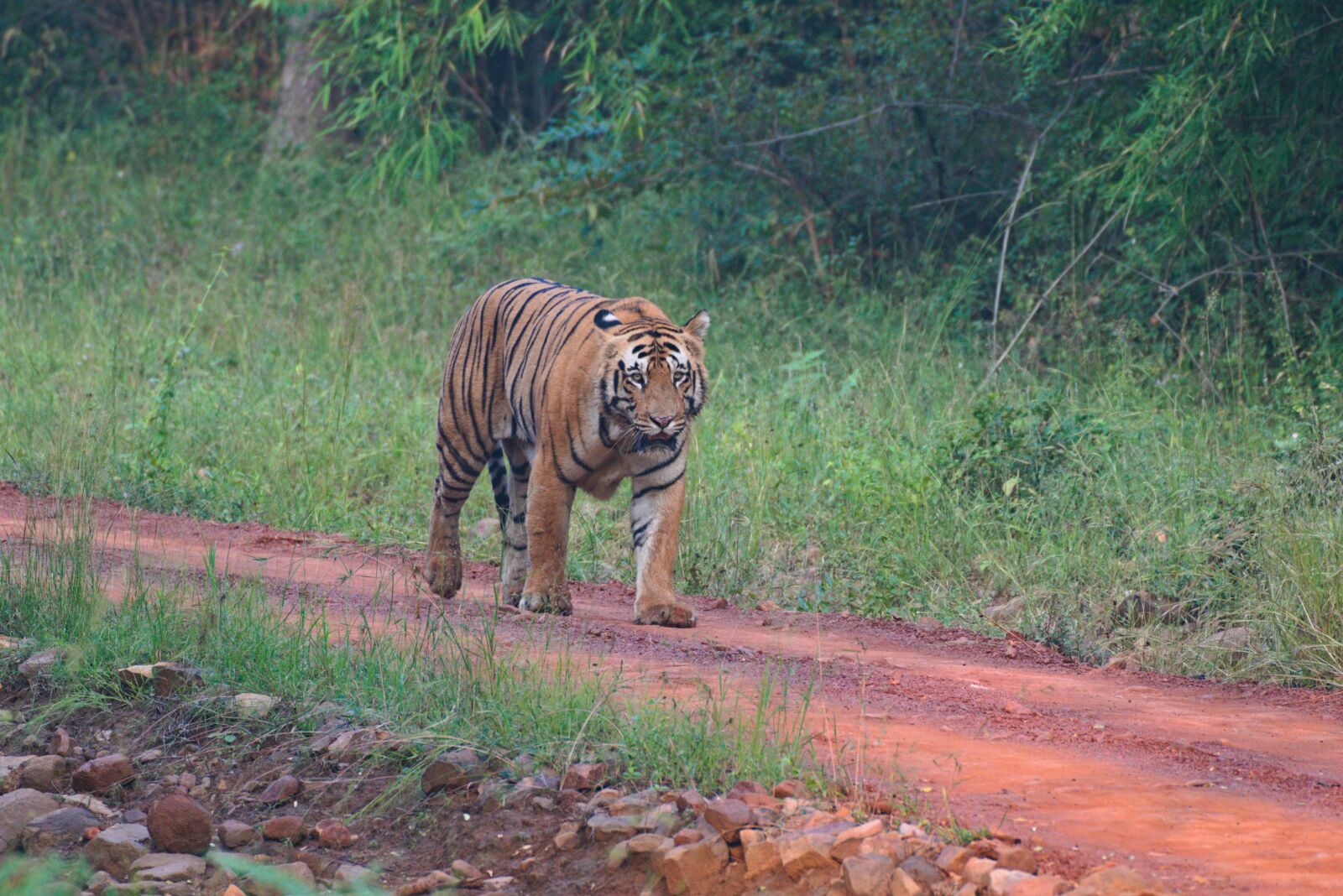 Canon EOS 7D Mark II sample photo. Tiger, wild, animal photography