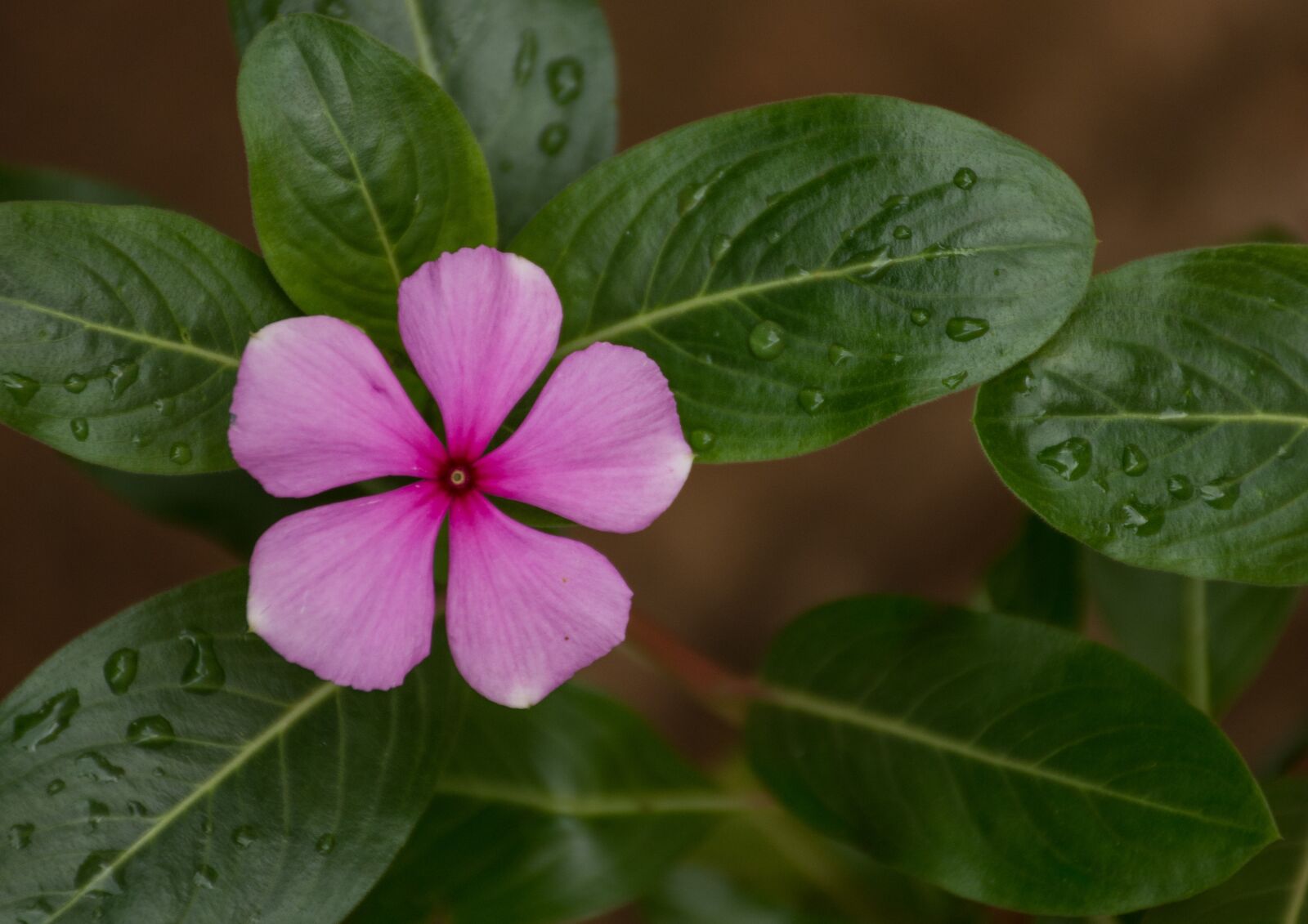 Nikon D7200 sample photo. Leaf, plant, nature photography