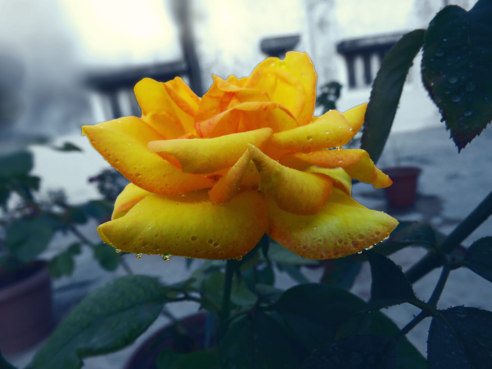 Canon PowerShot SX60 HS sample photo. Yellow rose, rose, rose photography