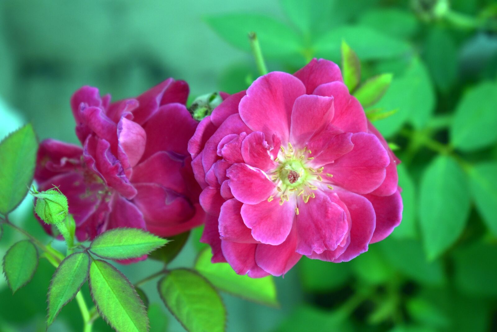 Nikon D5600 sample photo. Red rose, red, flower photography