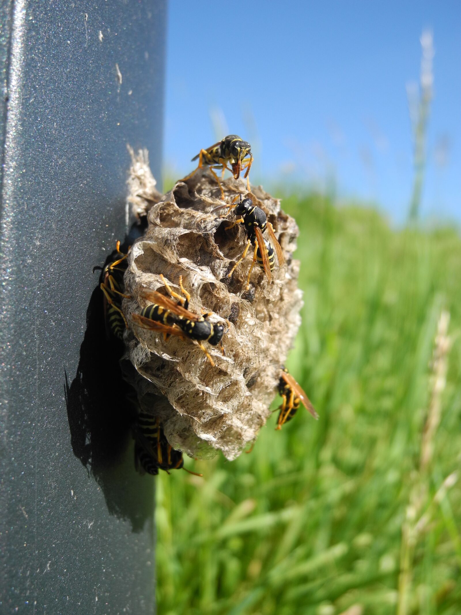 Nikon Coolpix P7000 sample photo. Wasps, nest, alveoli photography